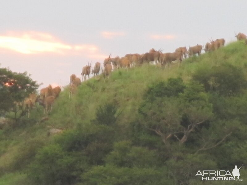 Umdende Hunting Safaris