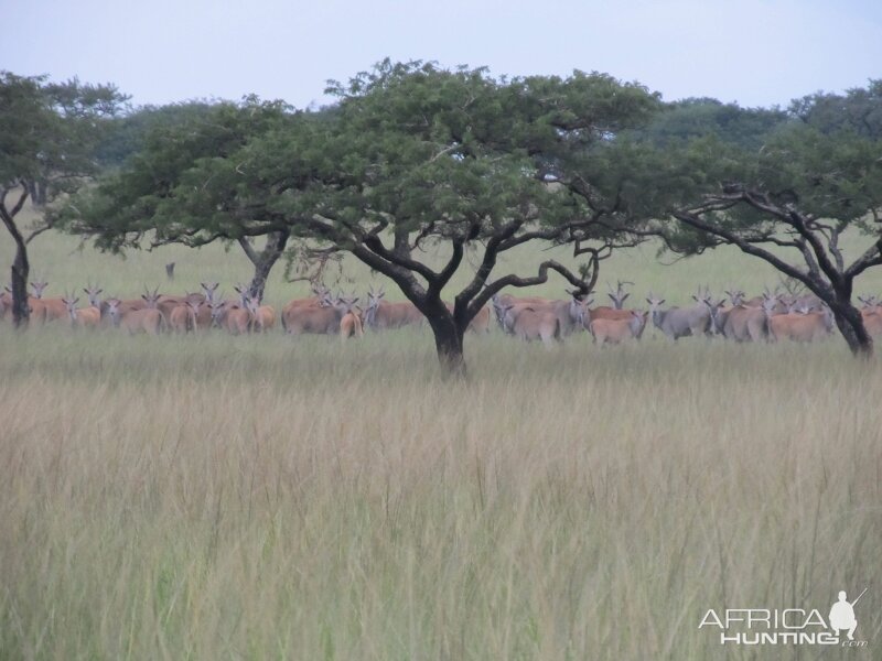 Umdende Hunting Safaris