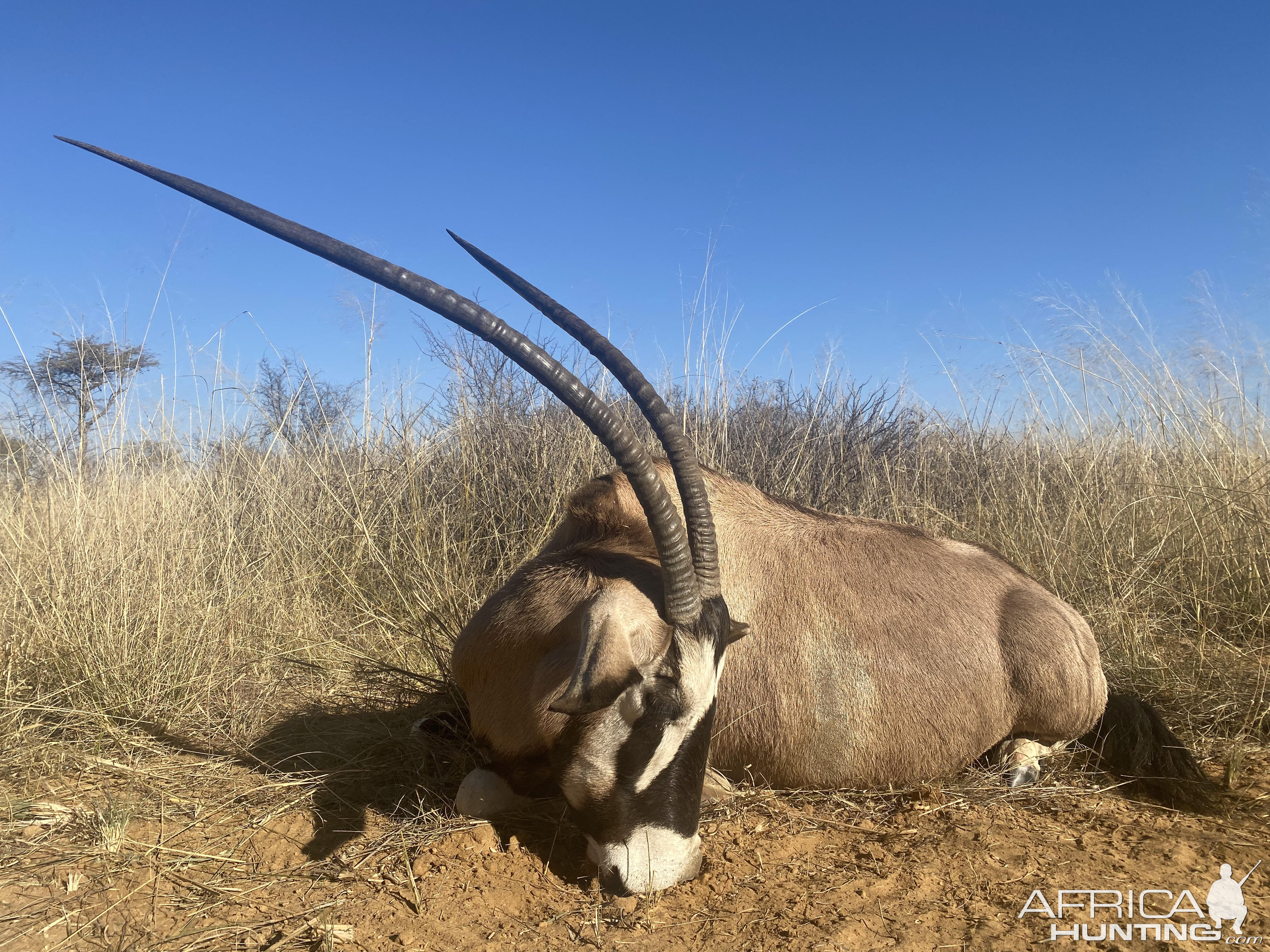 Unique Gemsbok Hunt Kalahari South Africa