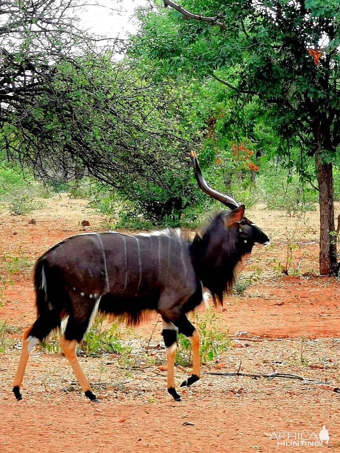 Unique Nyala South Africa Wildlife