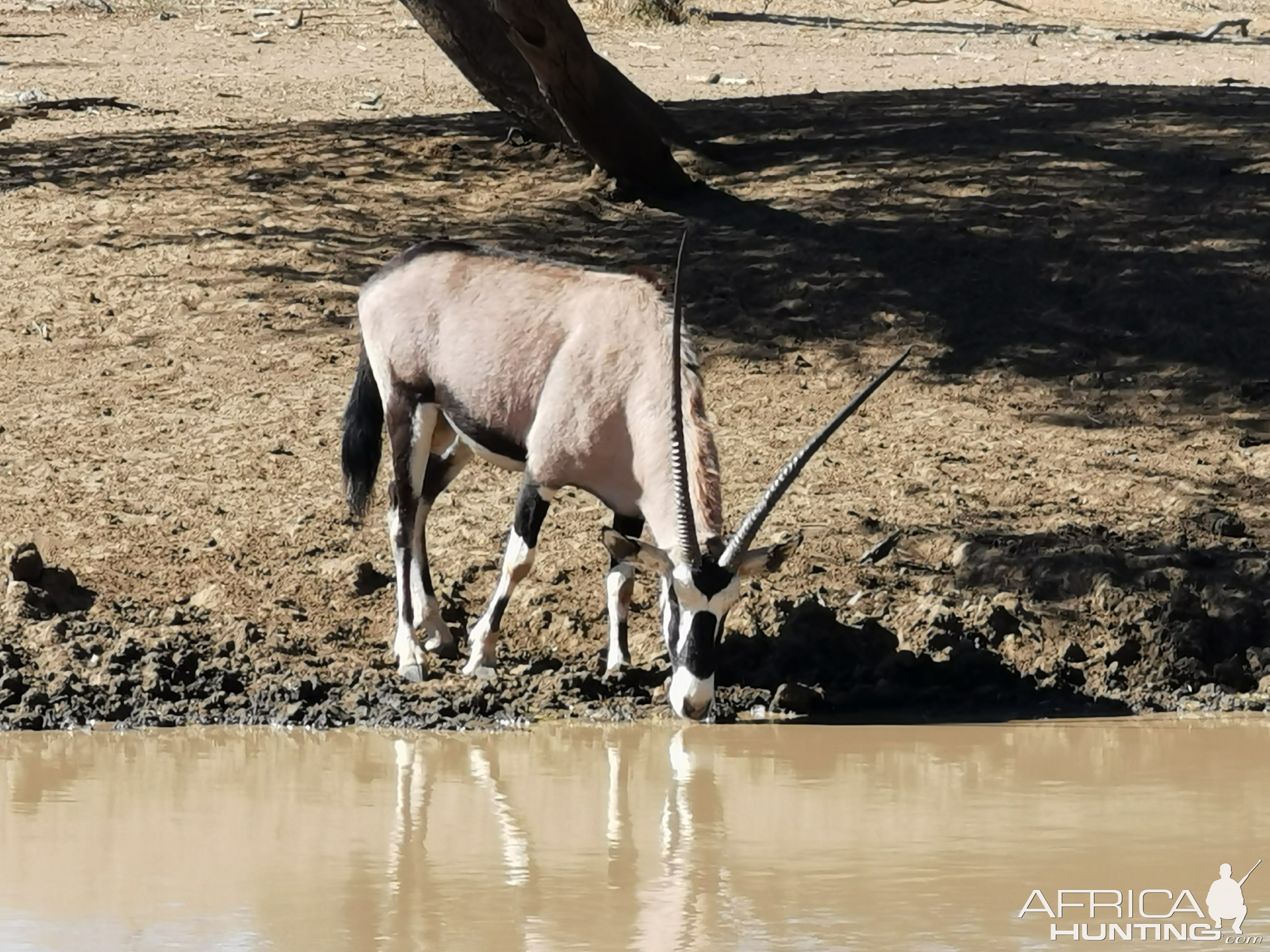 Unusual Gemsbok South Africa