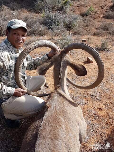 Unusual Kudu Trophy