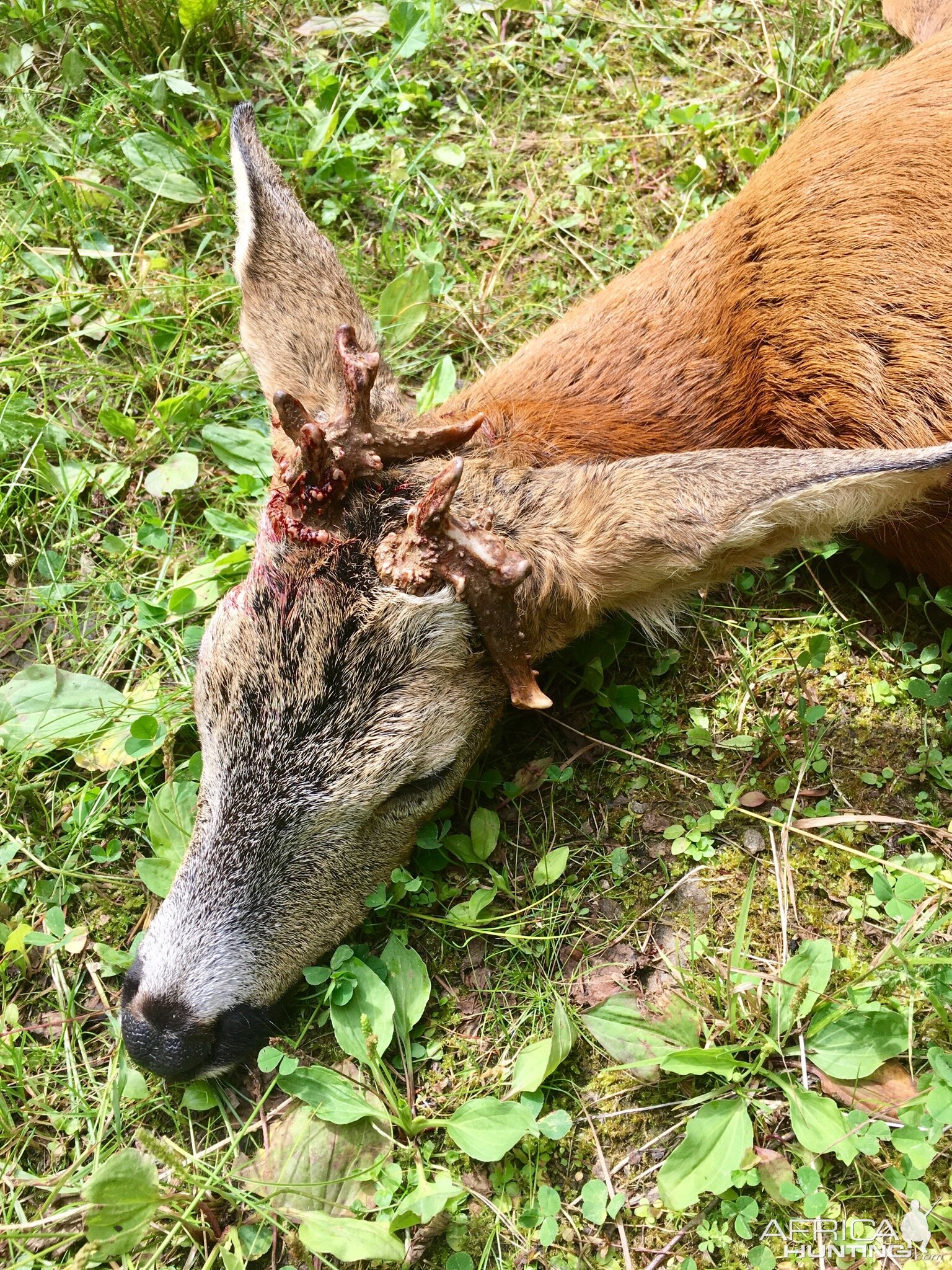 Unusual Roe Deer Hunting