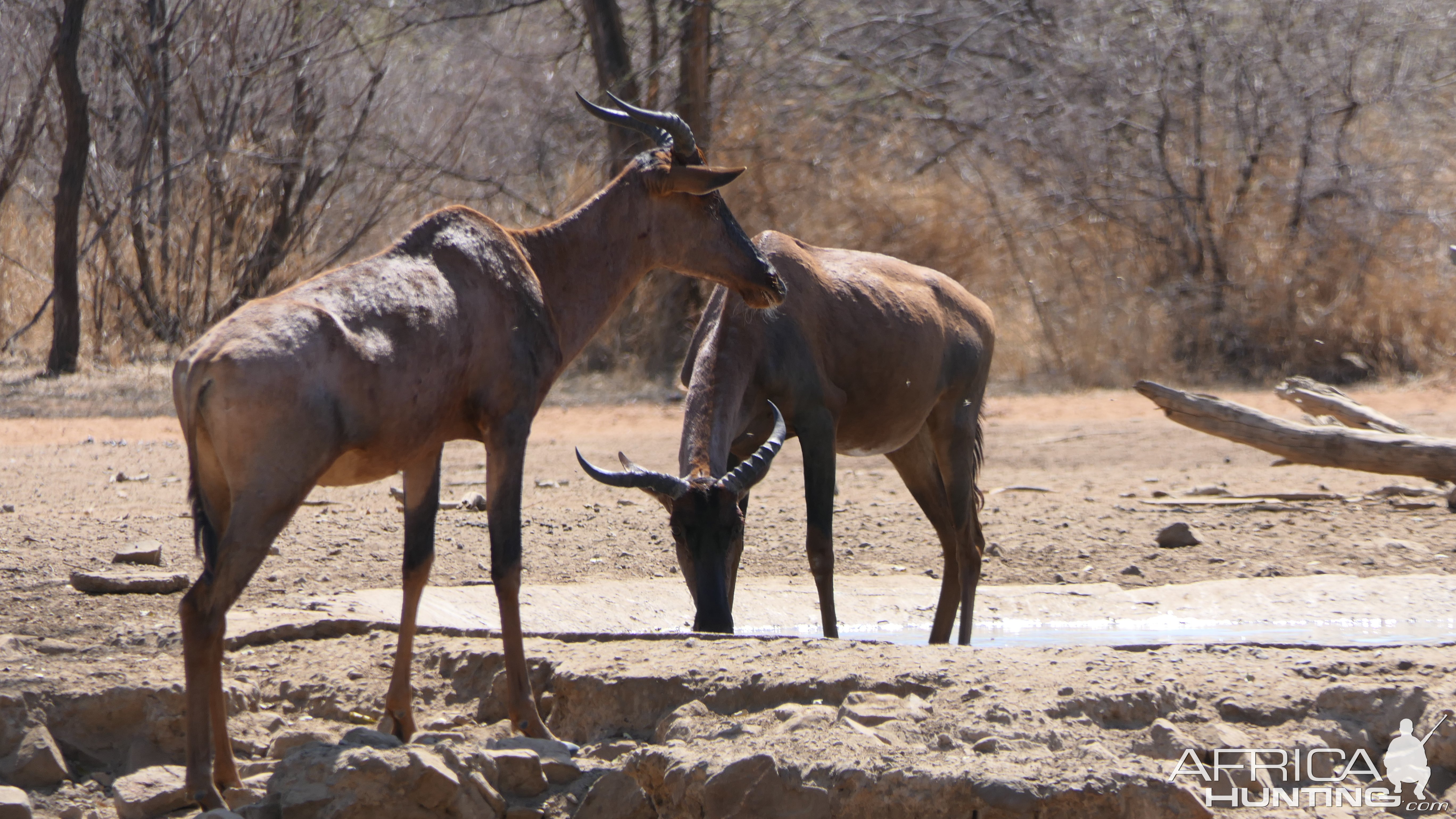 Unusual Tsessebe South Africa