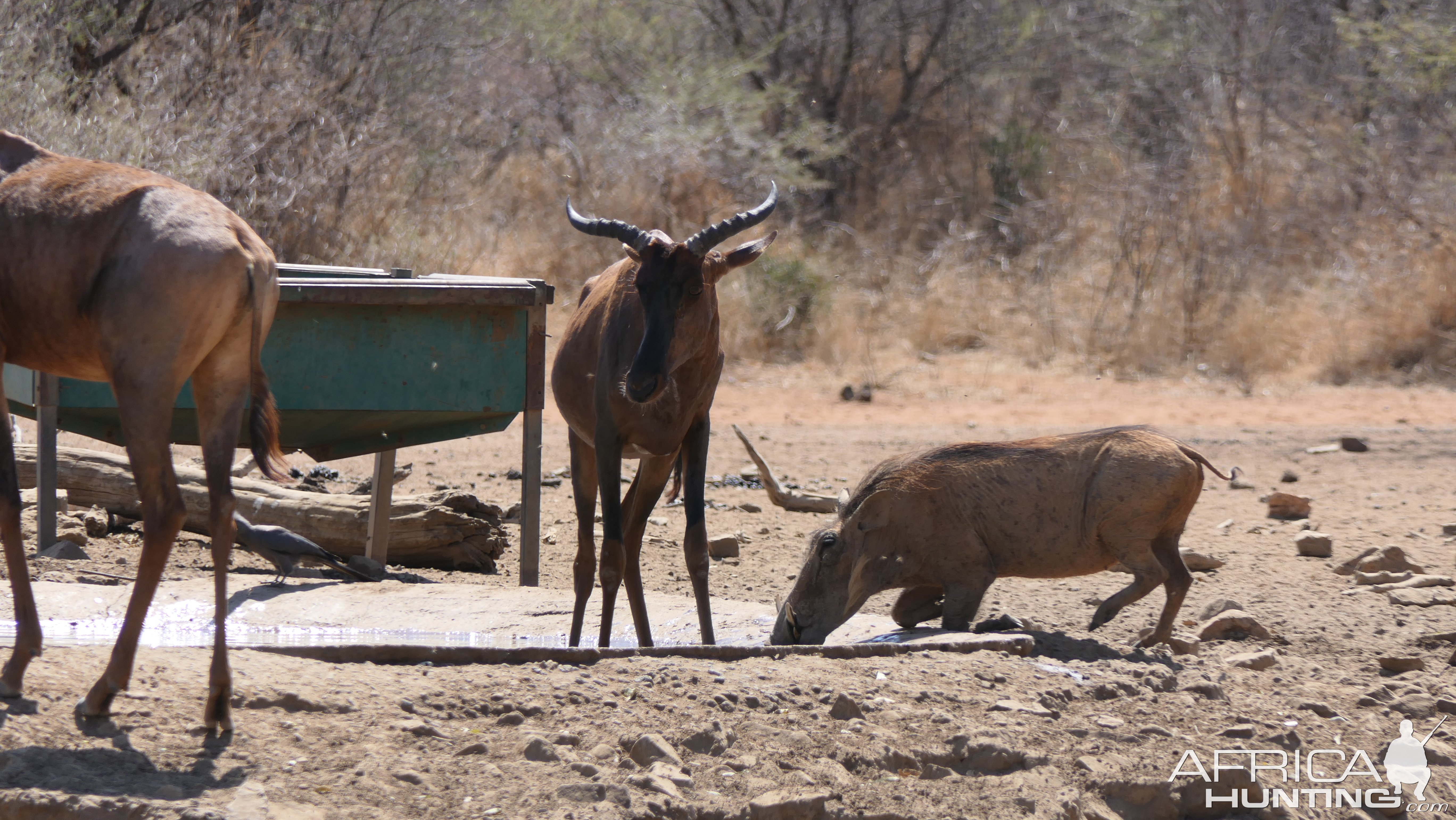 Unusual Tsessebe South Africa