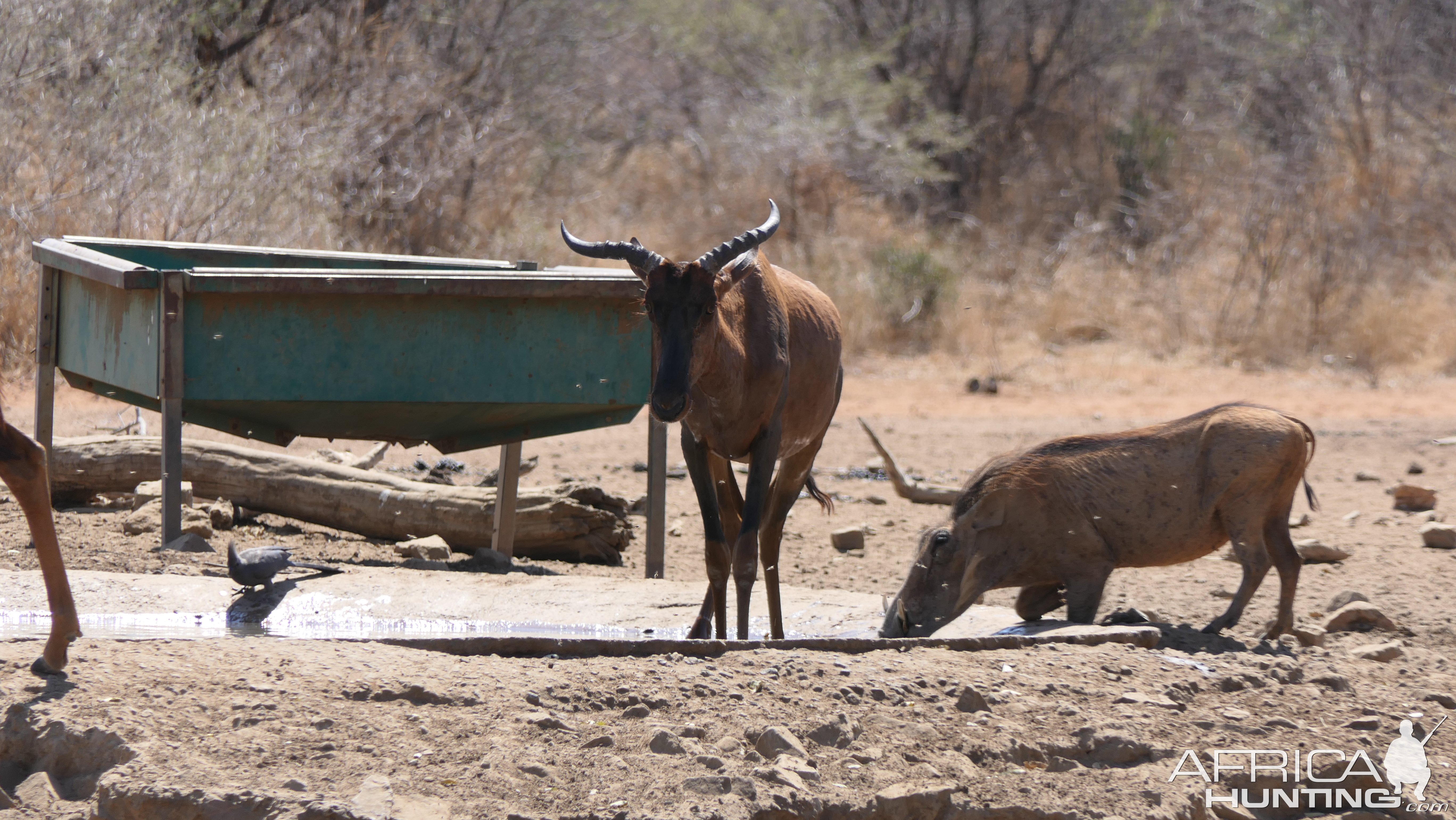 Unusual Tsessebe South Africa