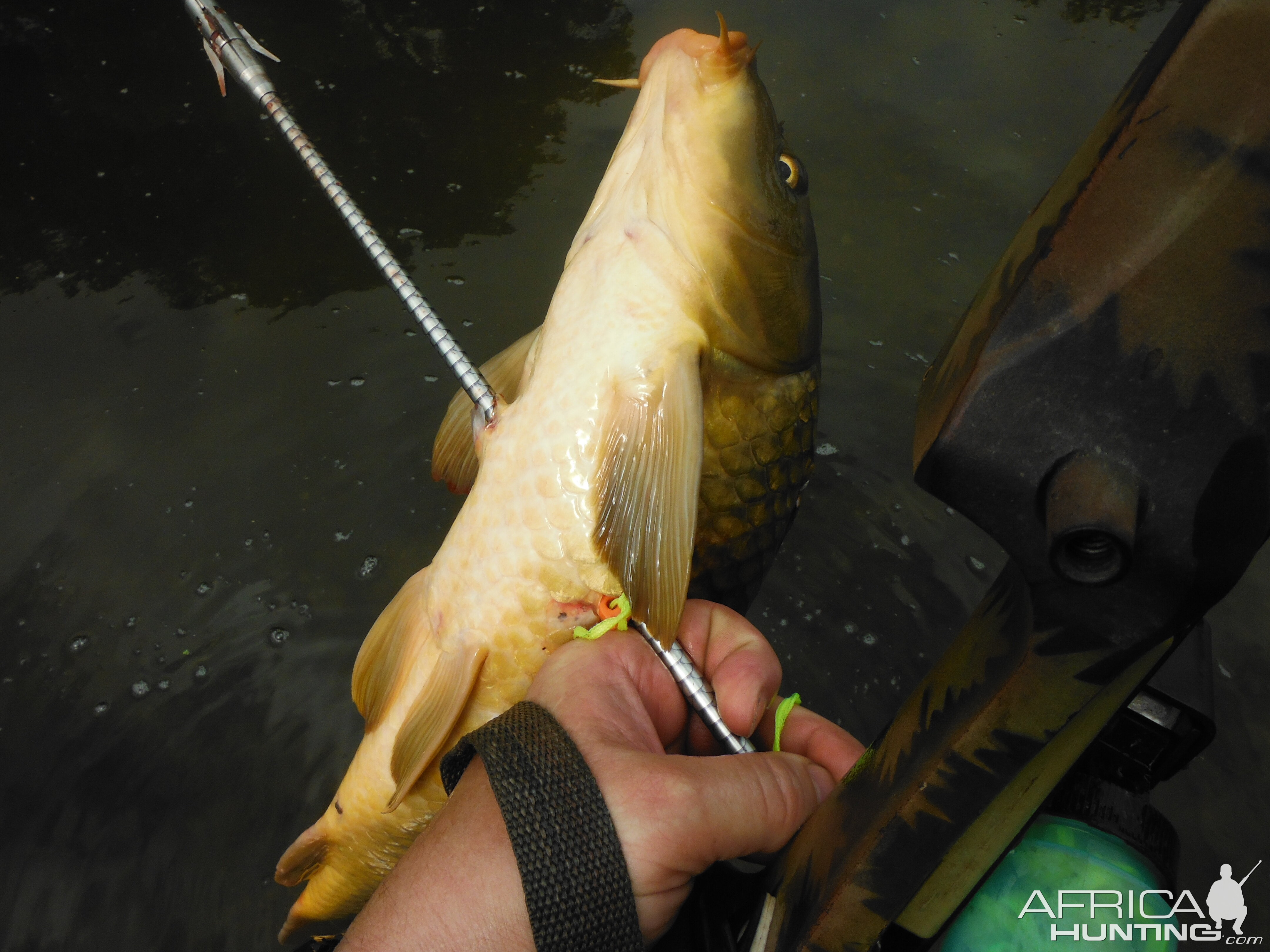 USA Bowfishing Carp