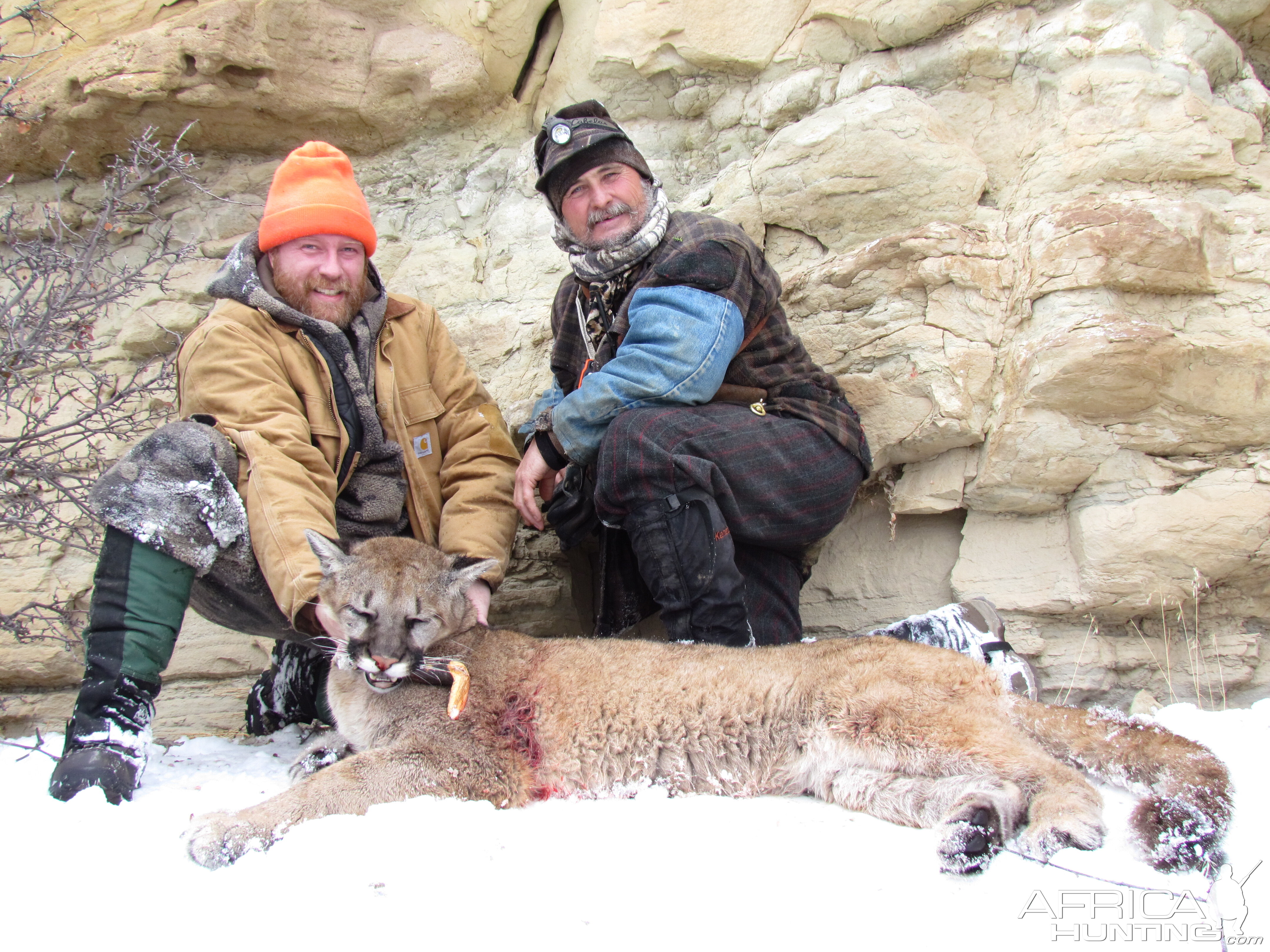 USA Colorado Hunting Mountain Lion