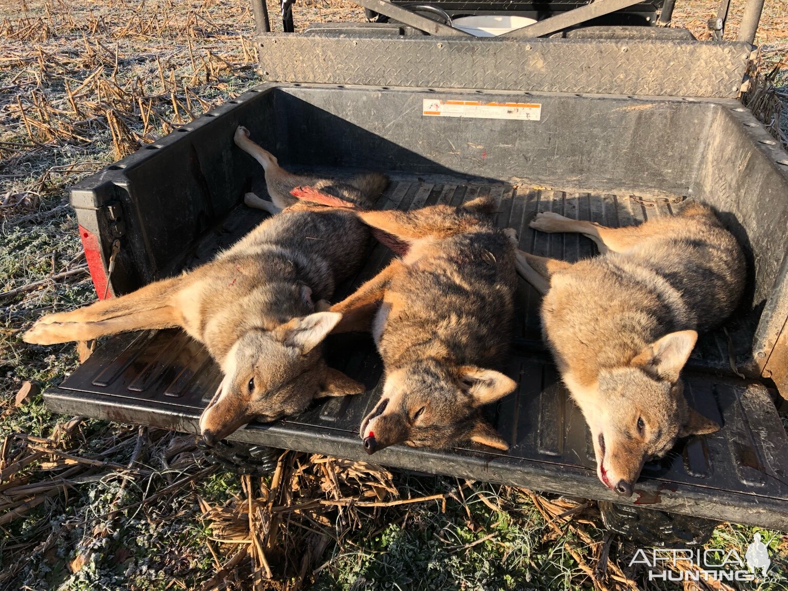 USA Hunt Coyote