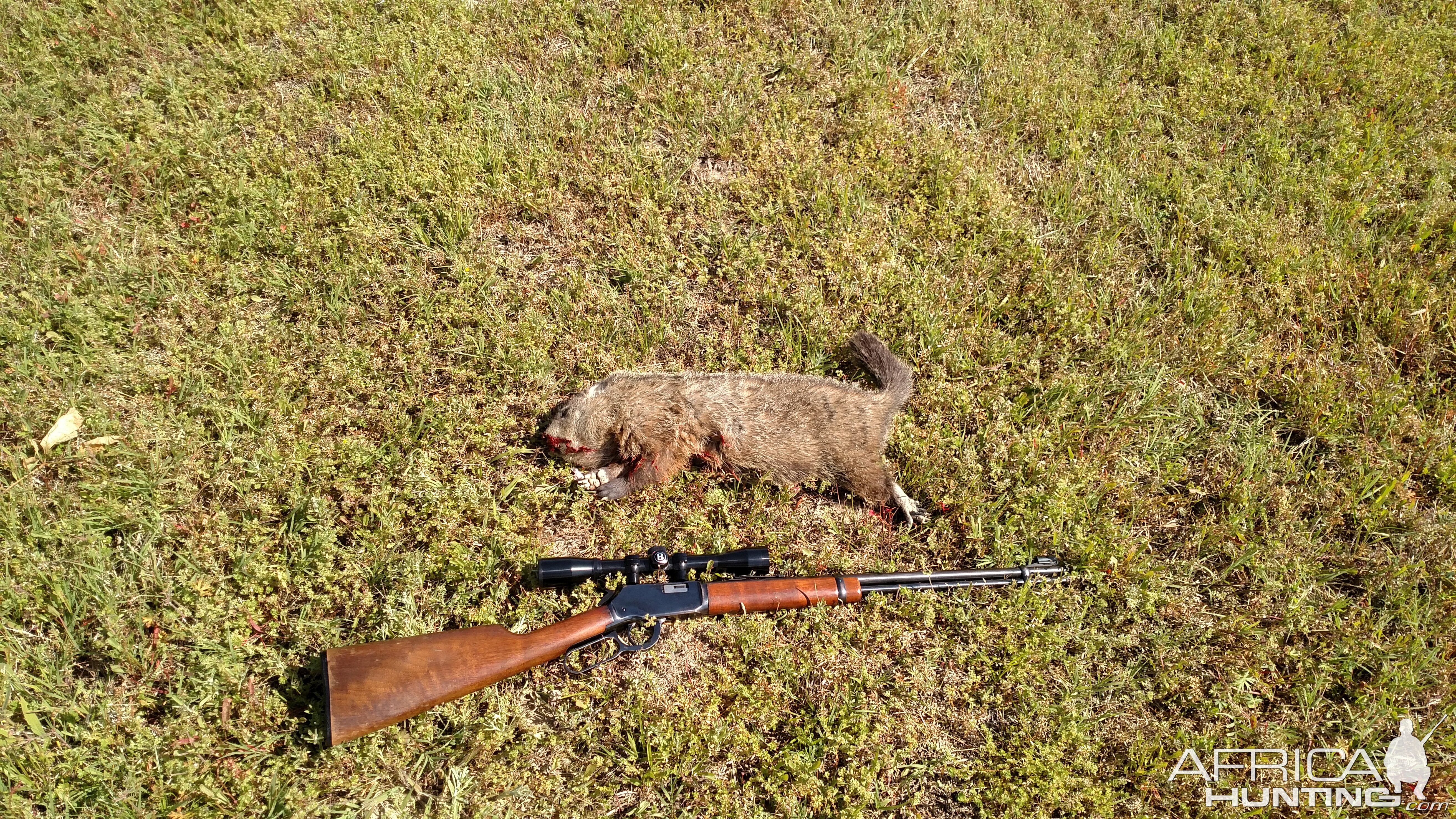 USA Hunt Groundhog