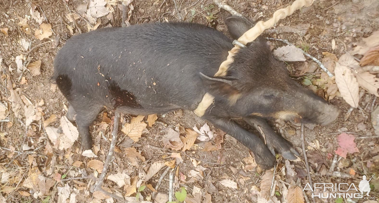 USA Hunt Hog