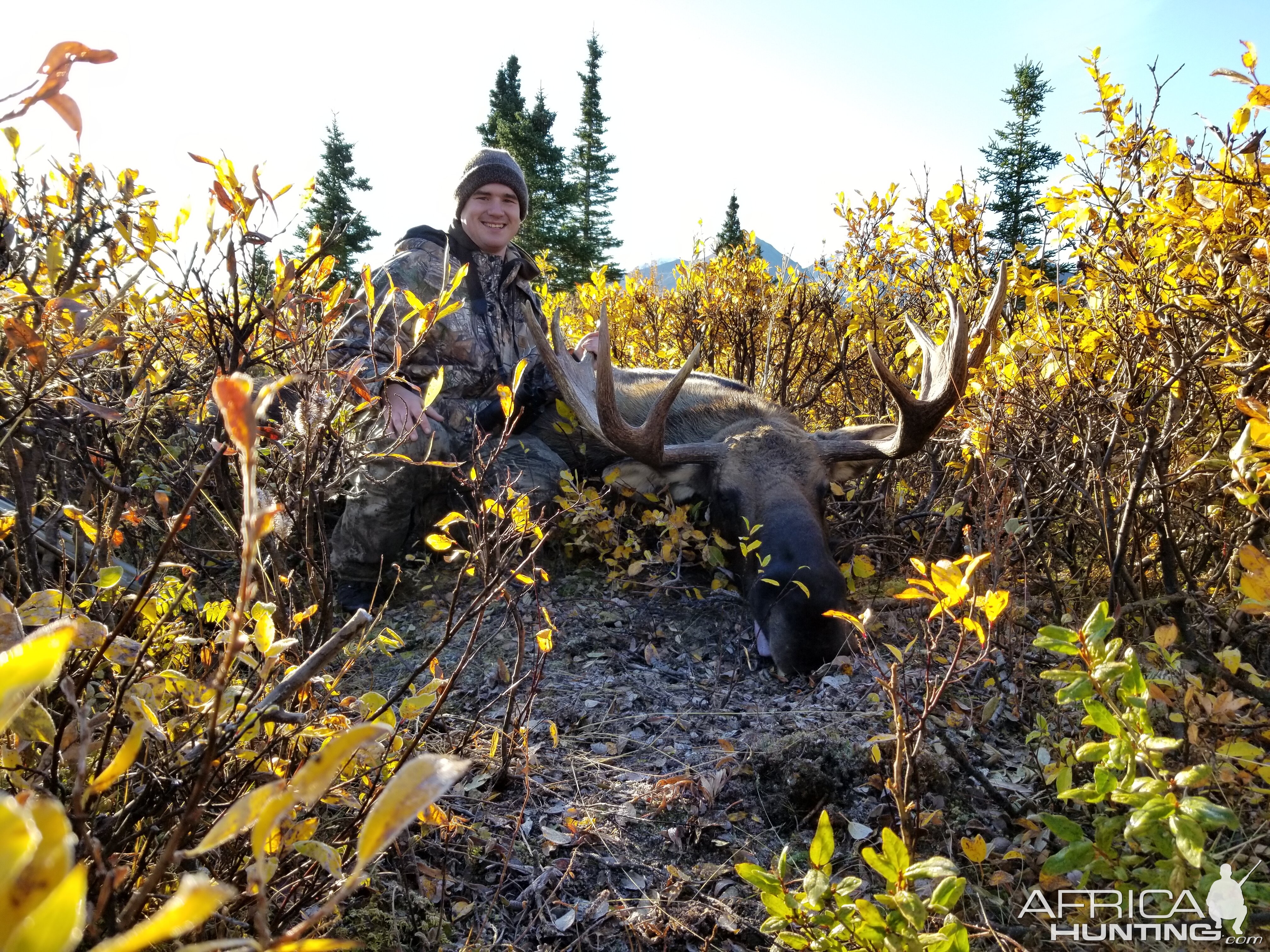 USA Hunt Moose