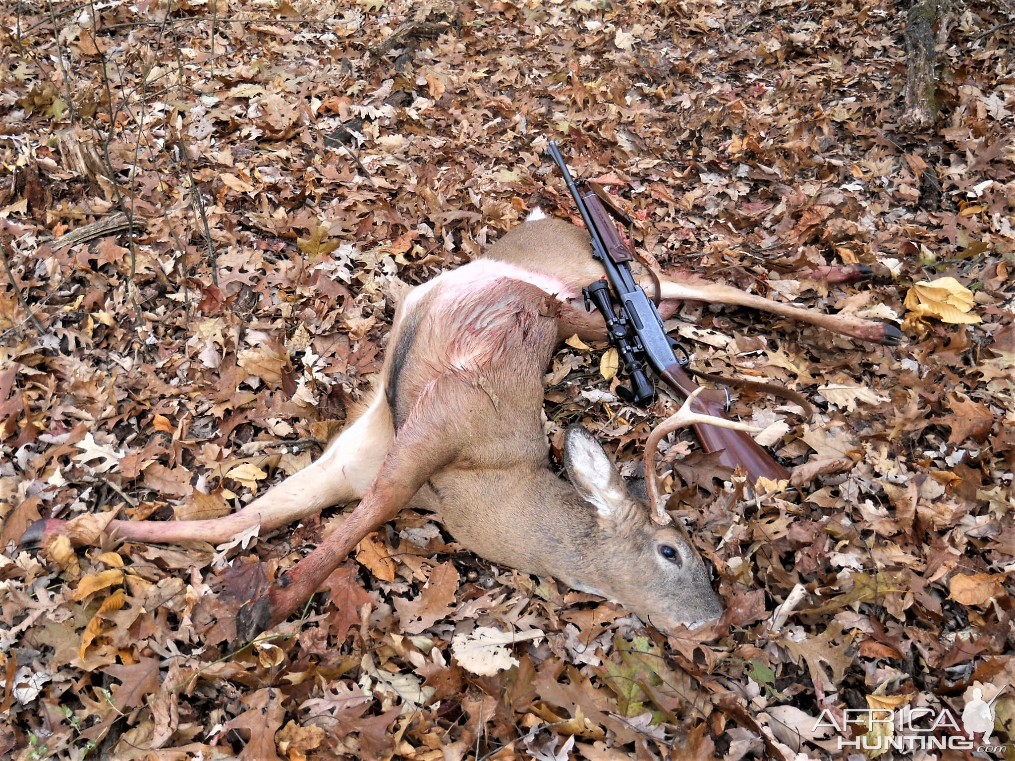 USA Hunt White-tailed Deer