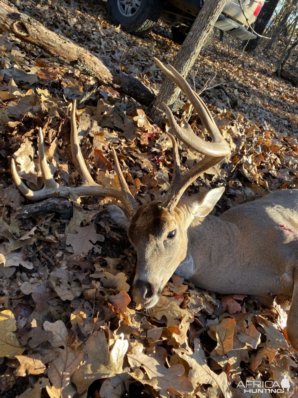 USA Hunt White-tailed Deer