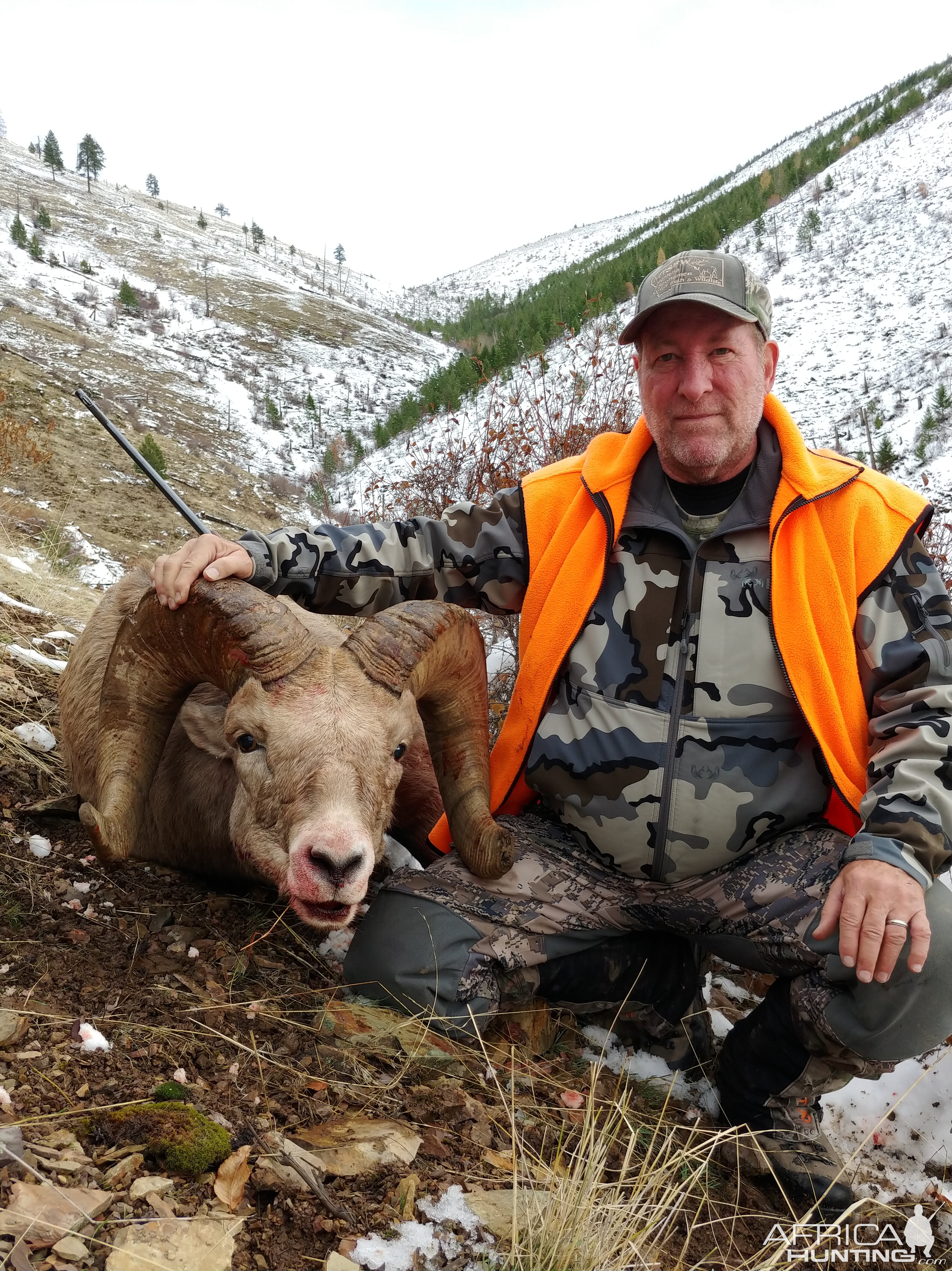 USA Hunting Bighorn Sheep