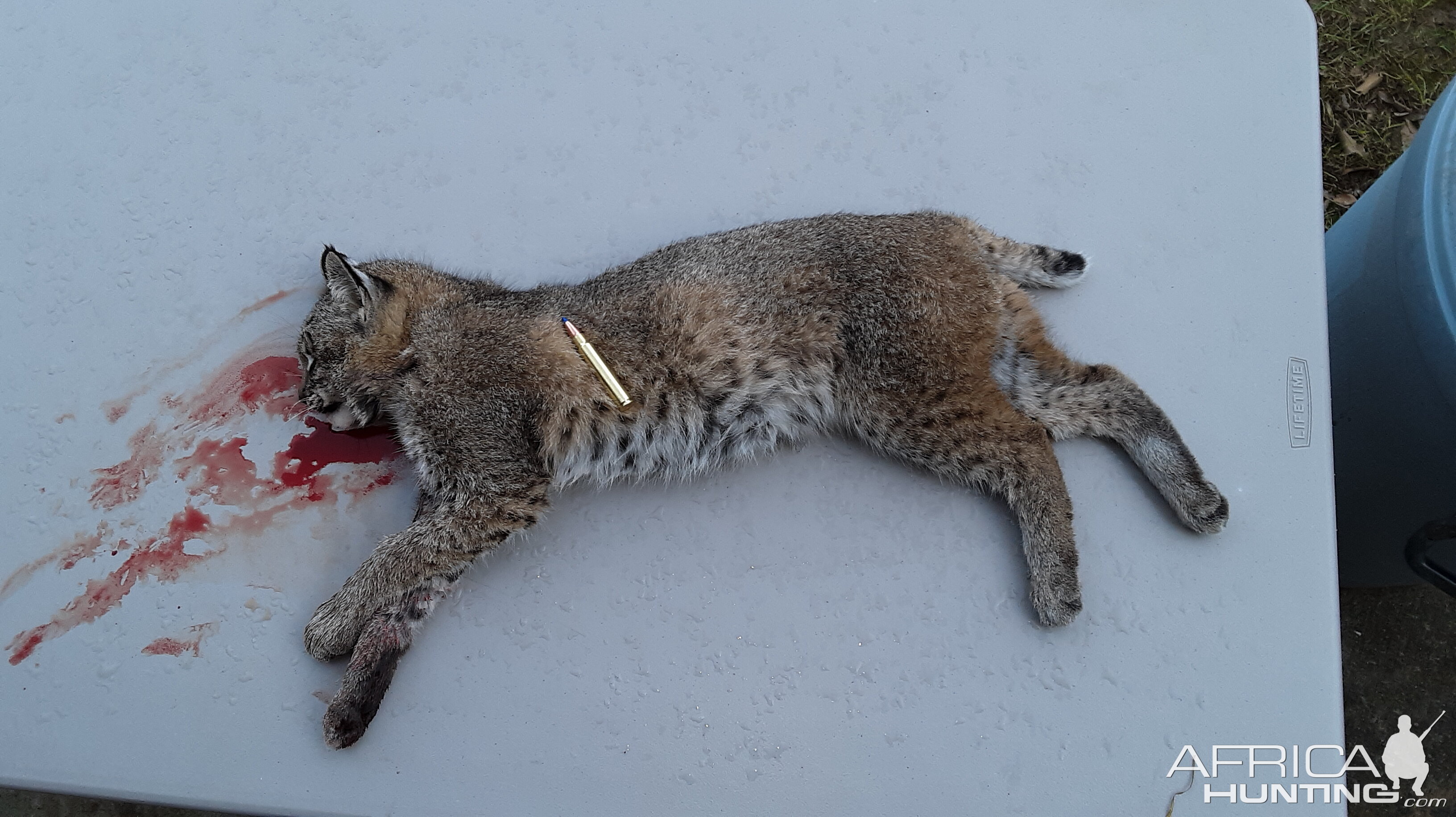 USA Hunting Bobcat