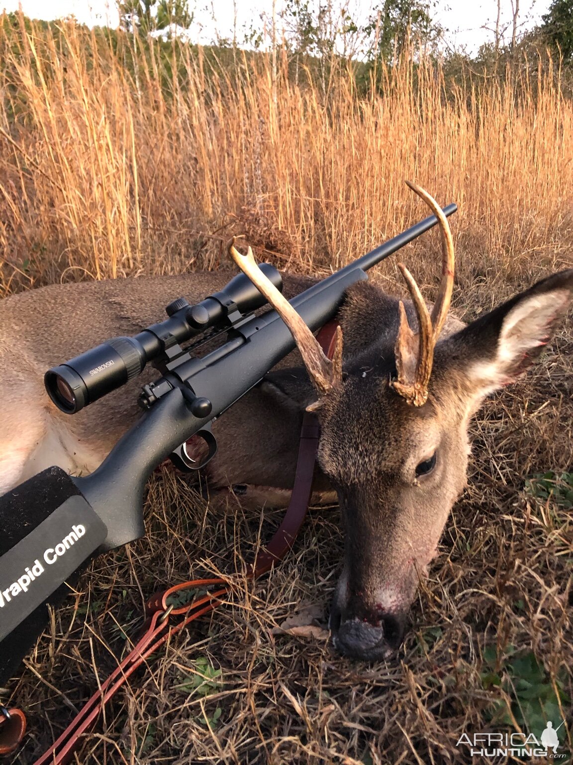 USA Hunting Deer