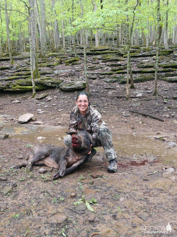 USA Hunting Pig