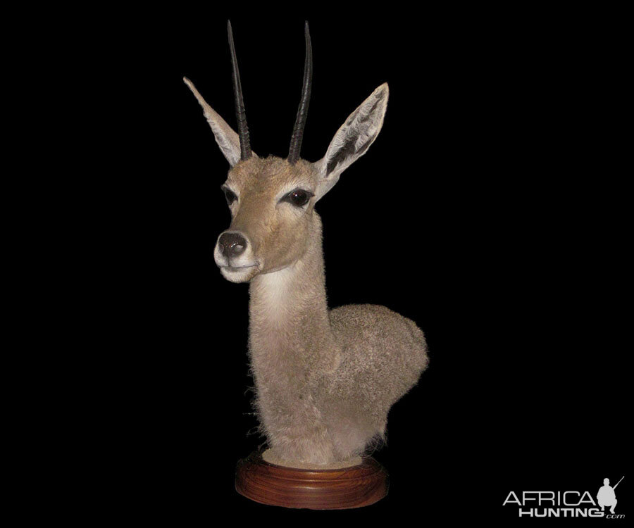 Vaal Rhebok Pedestal Mount Taxidermy