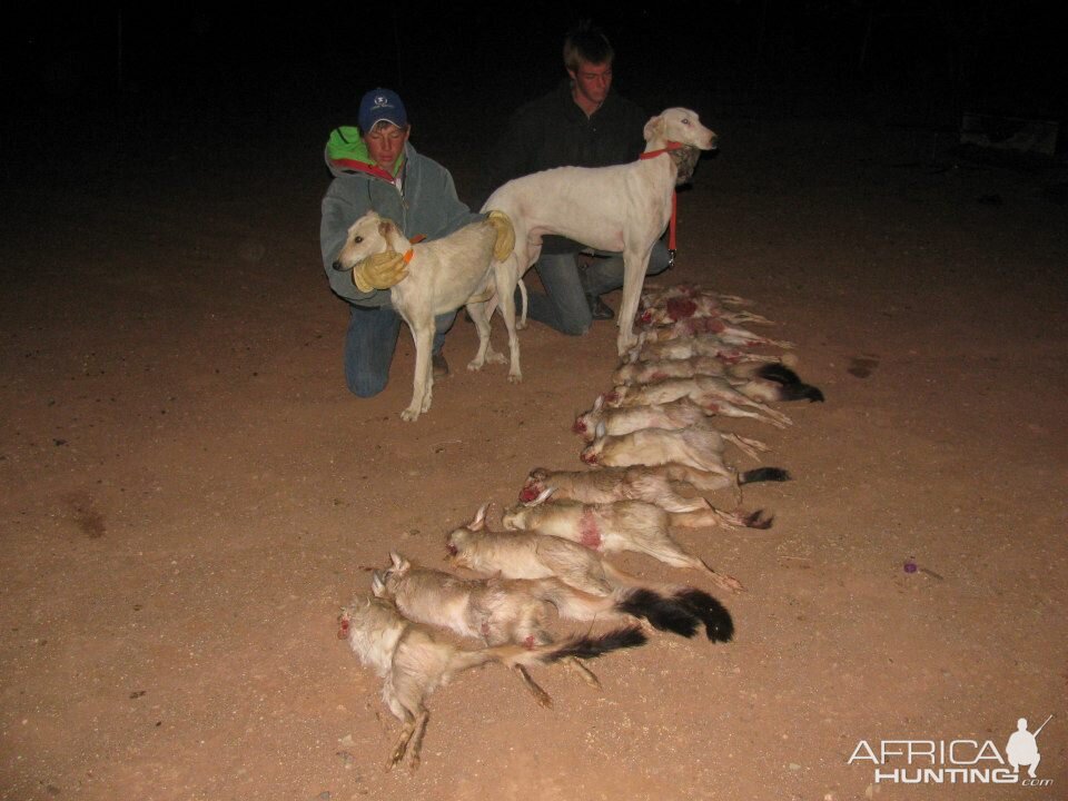 Various traditional hunting applications with dogs - coursing.