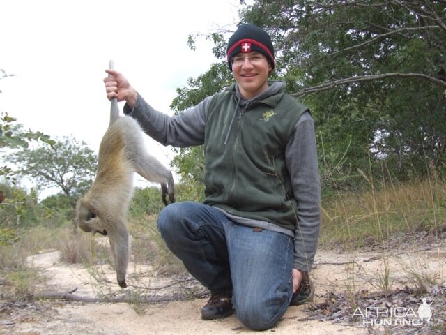 Vervet Monkey Hunt