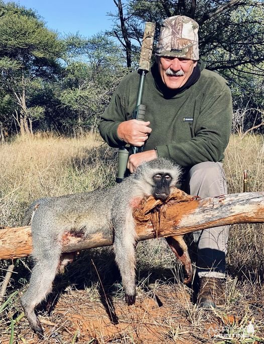 Vervet Monkey Hunting South Africa