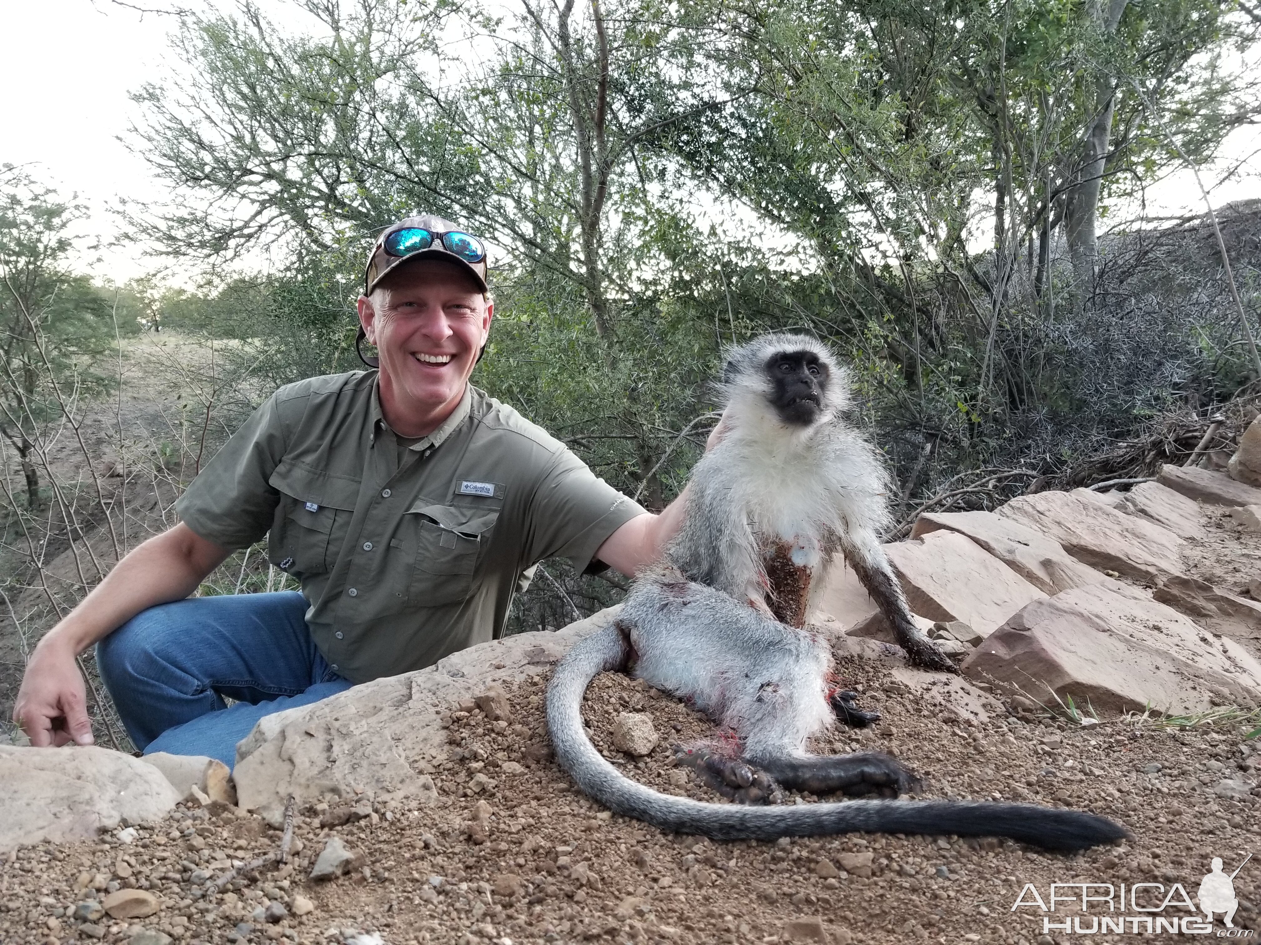 Vervet Monkey Hunting South Africa