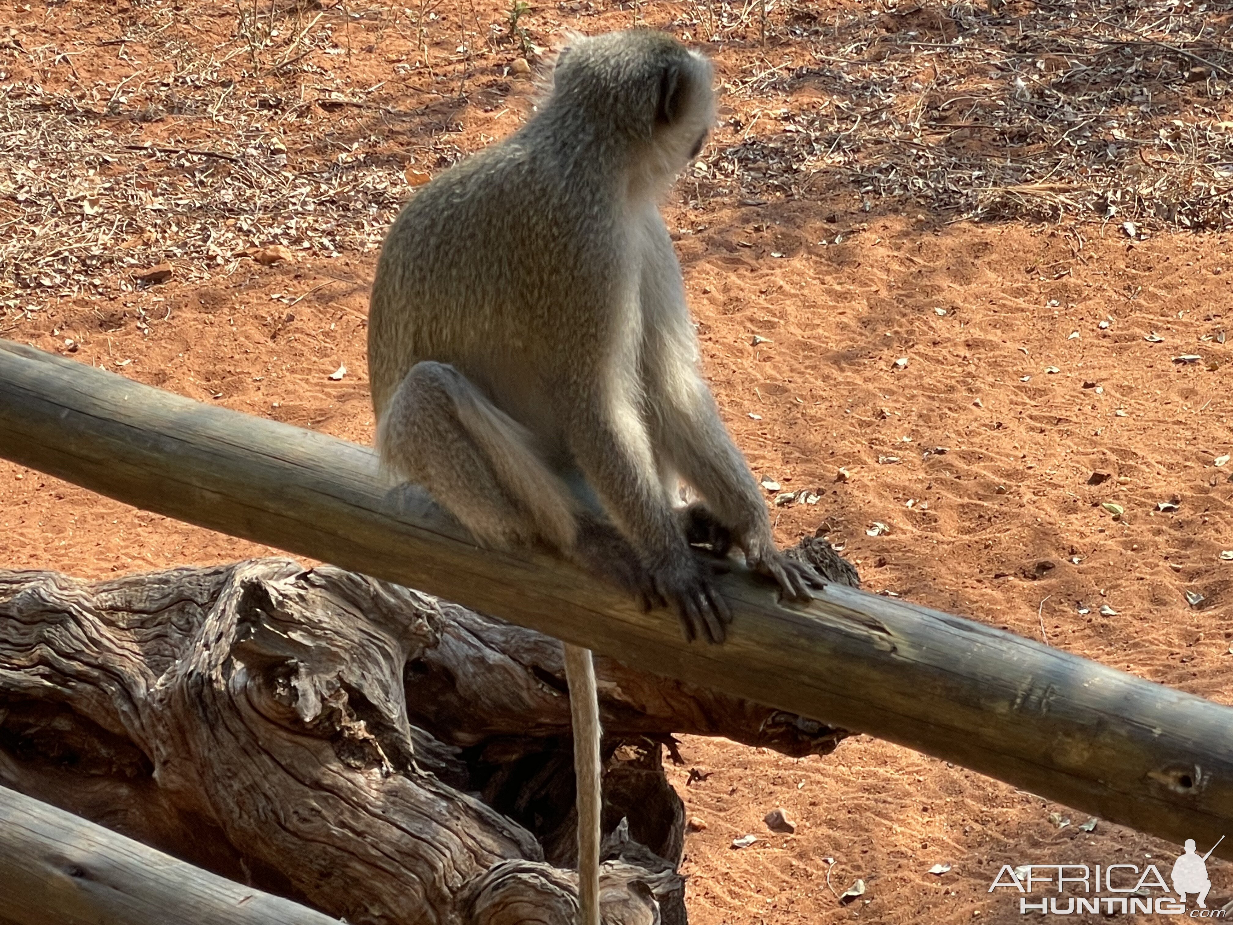 Vervet Monkey in front of Tallyho Bungalo