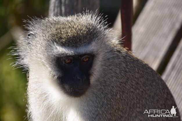 Vervet Monkey South Africa