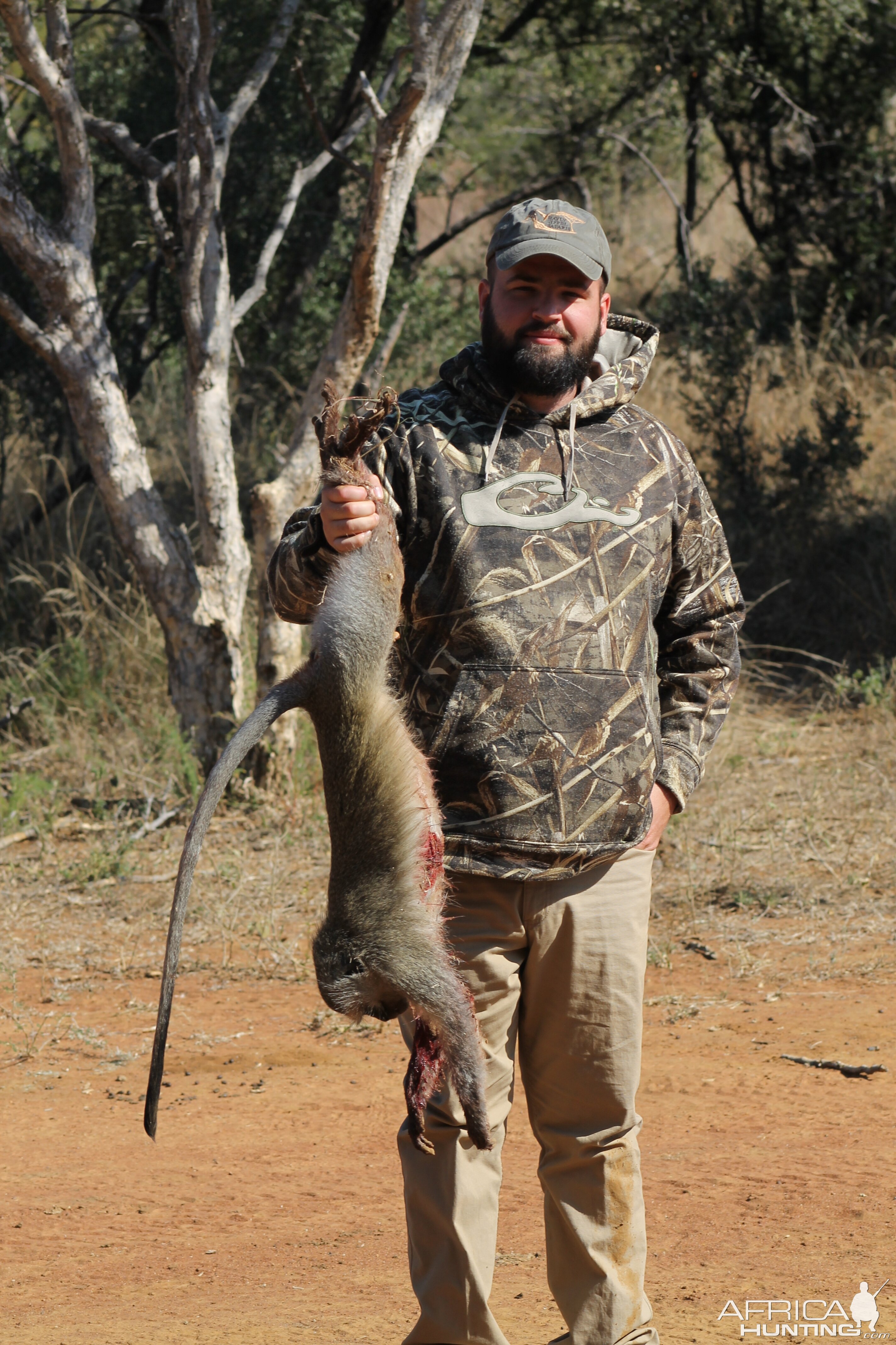 Vervet Monkey