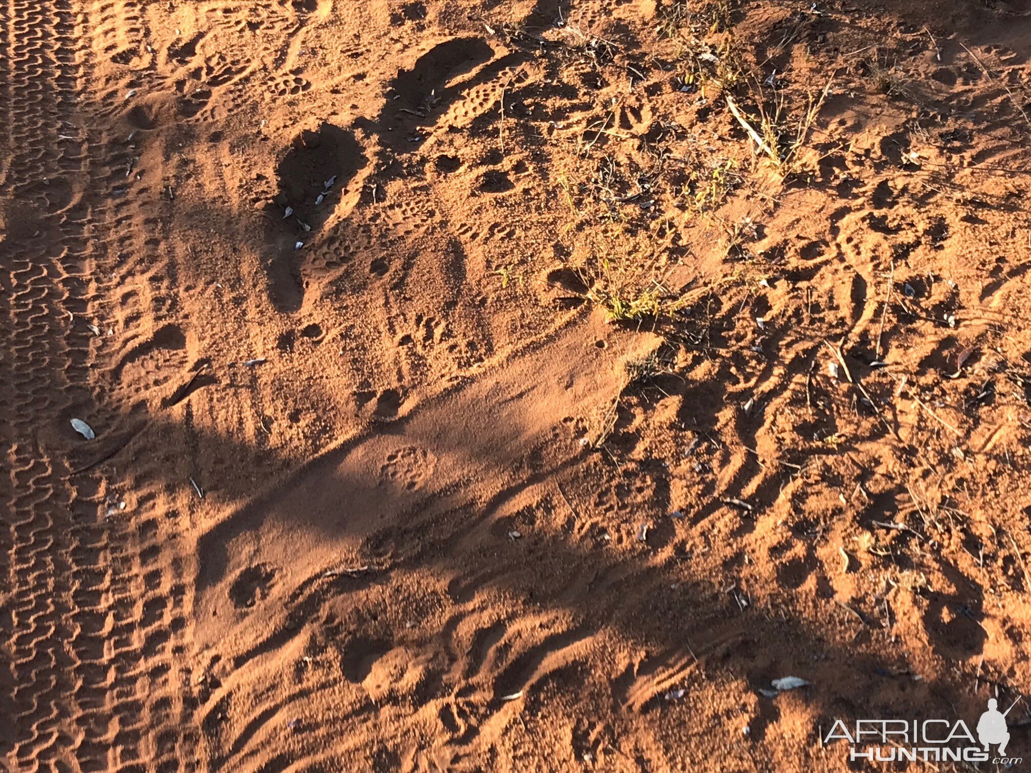 Very active water hole