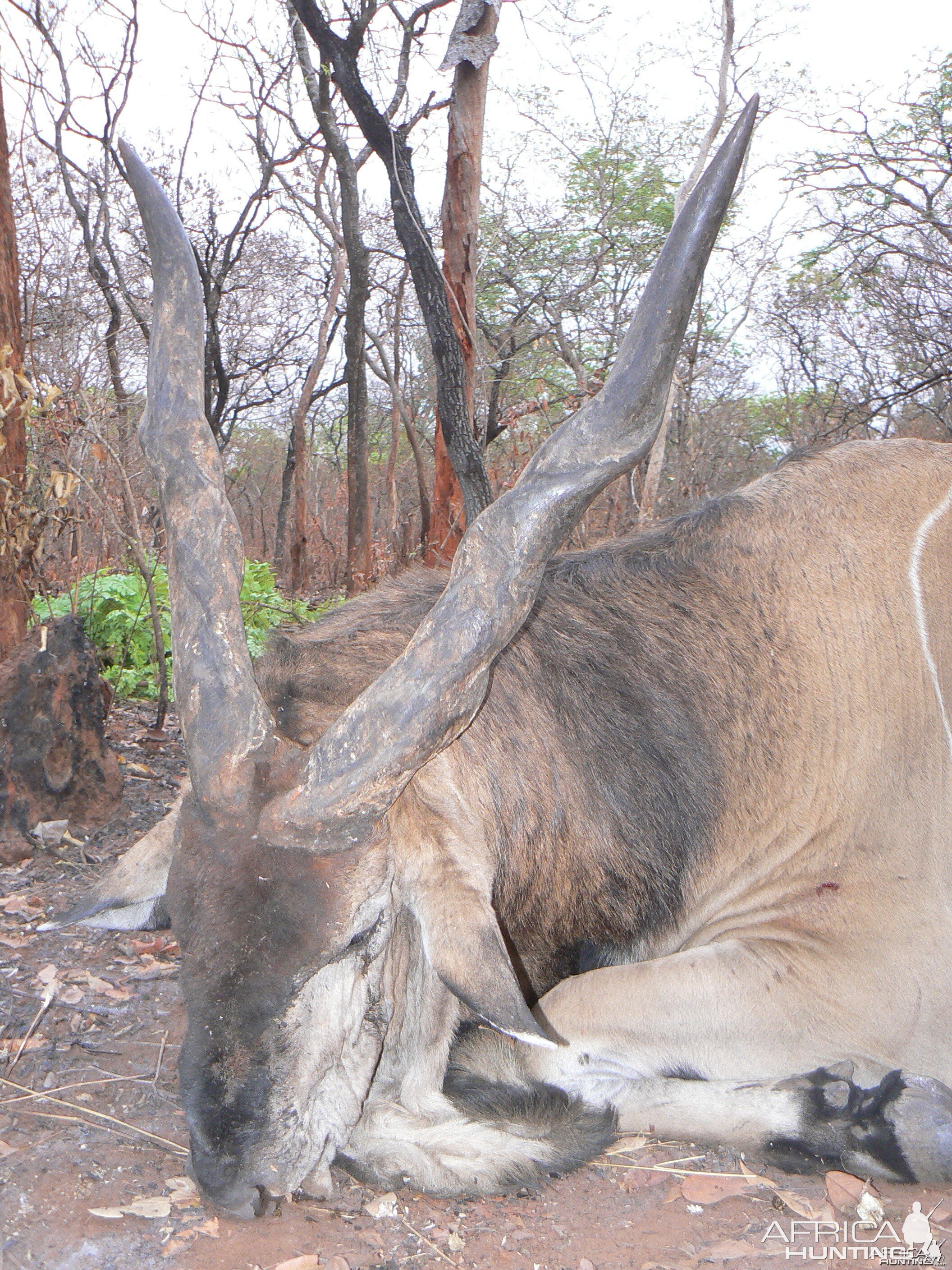 Very old, worn down Derby eland, hunted in CAR