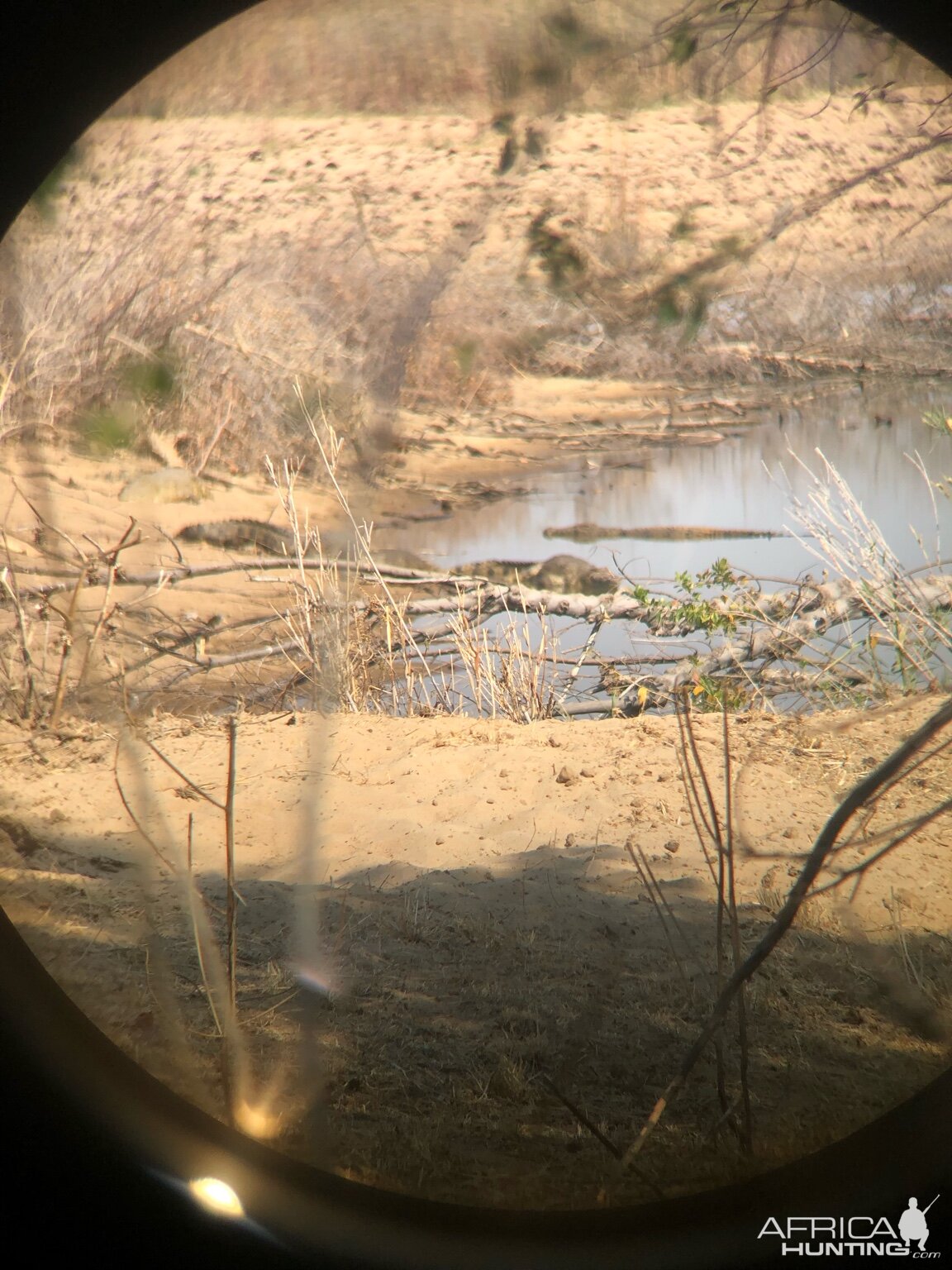 View of Crocodile in Scope