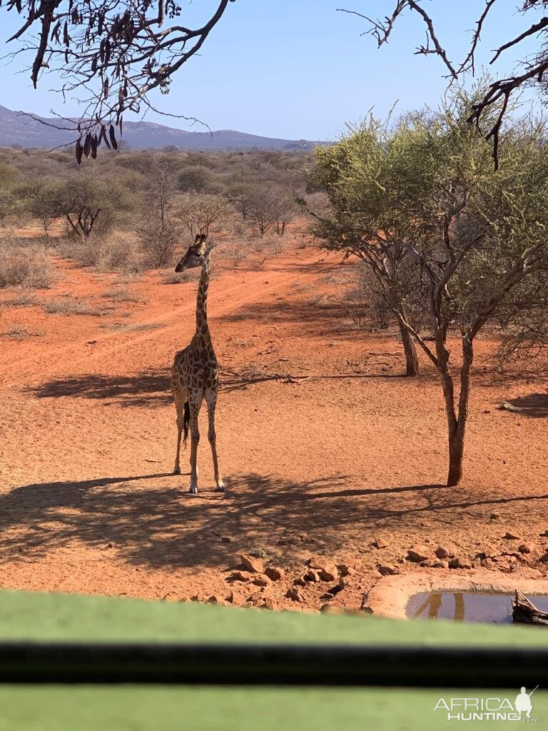 View of Giraffe from Hunting blind