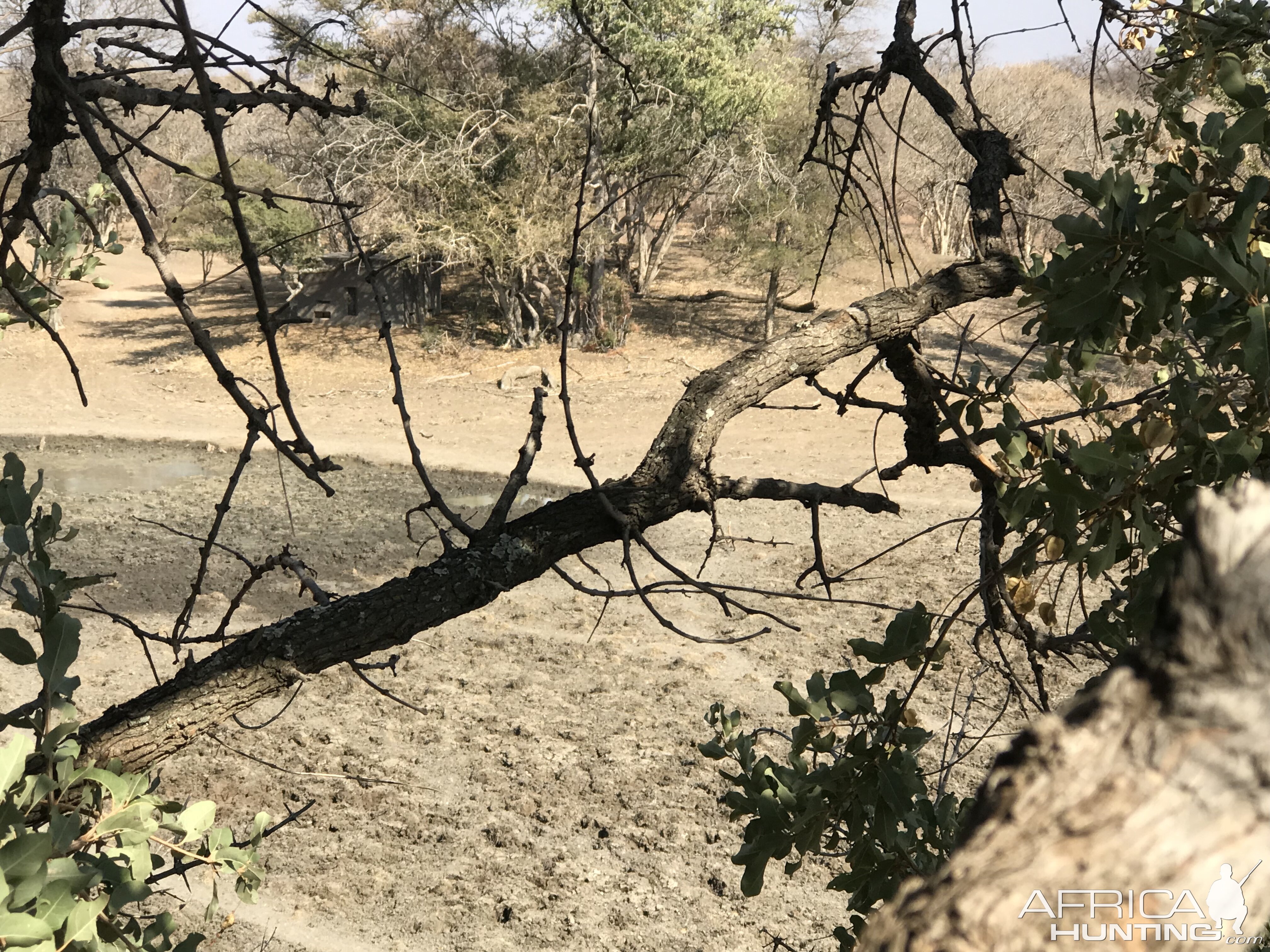 View of Hide from Tree