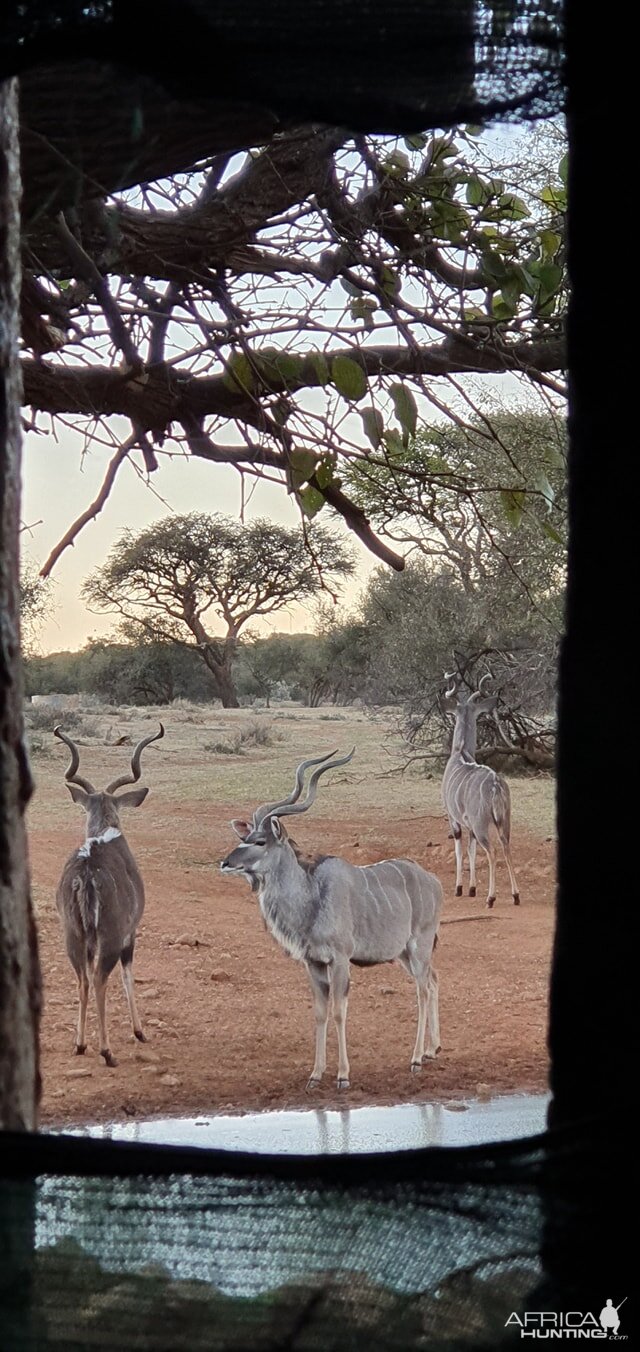 View of Kudu from Bow Hide