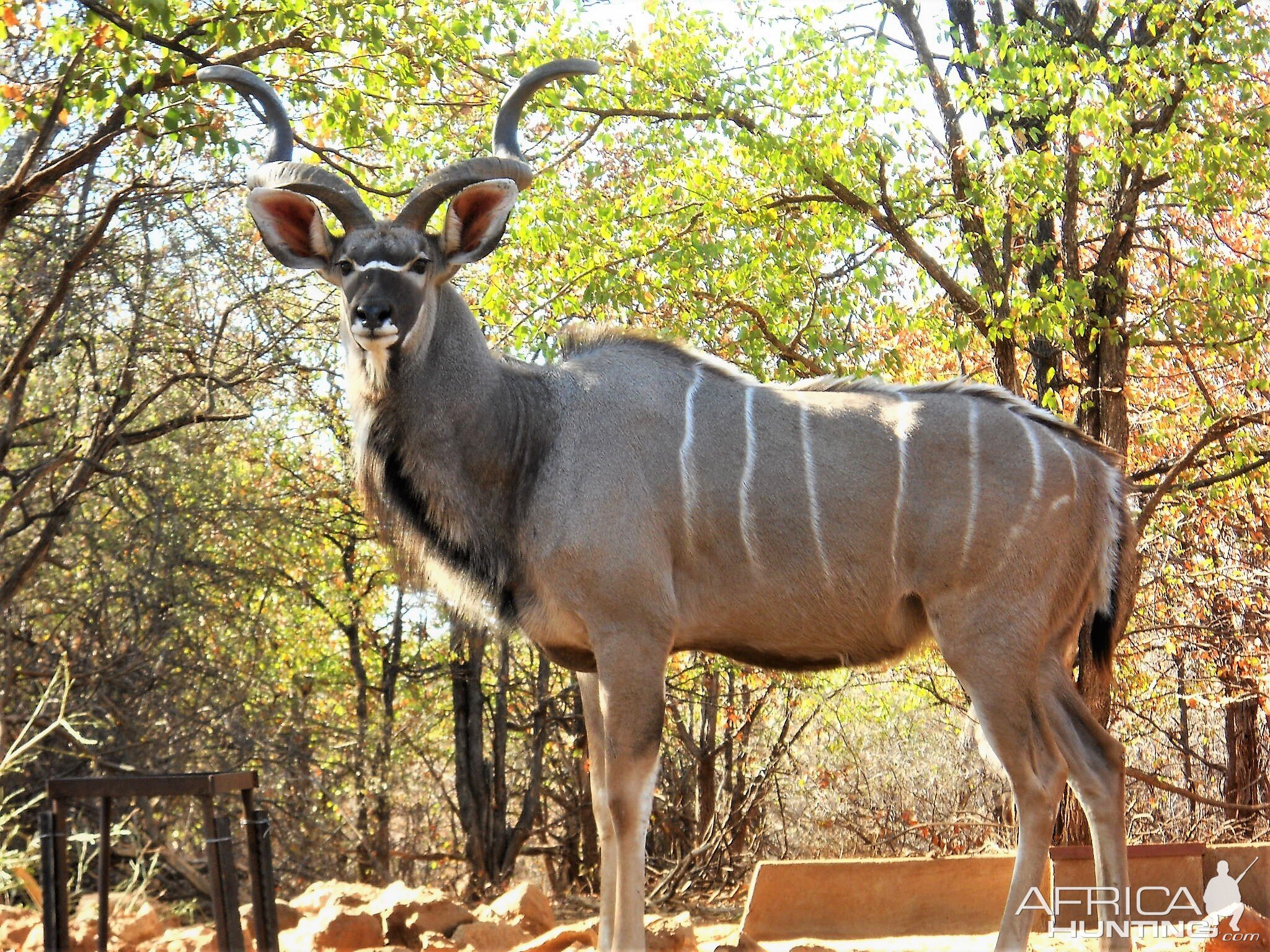 View of Kudu from Hunting Blind