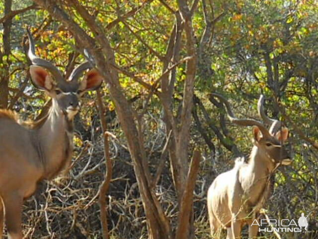 View of Kudu from Hunting Blind