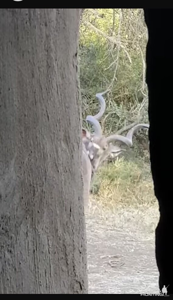 View of Kudu from the blind