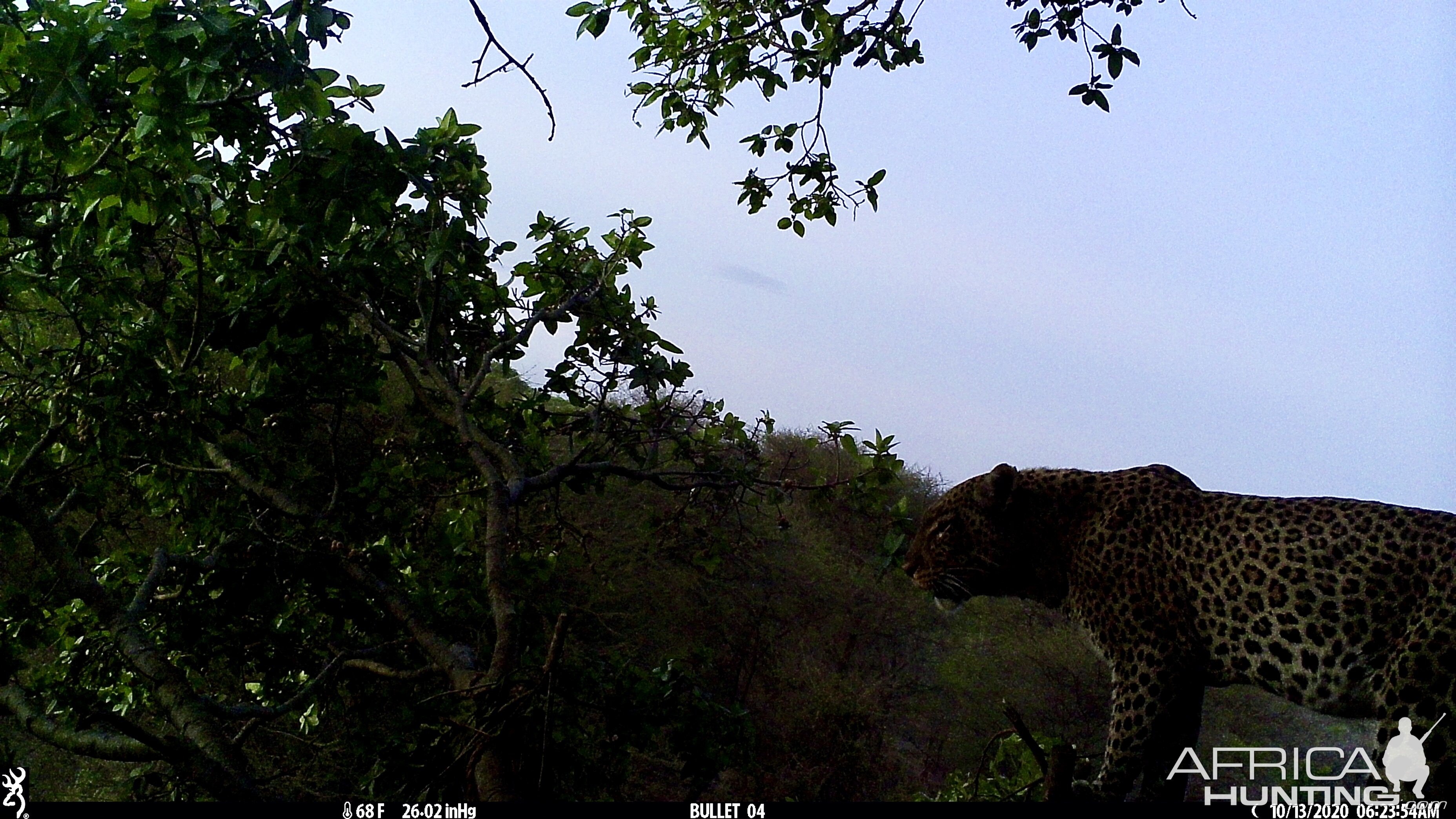 View of Leopard from Blind