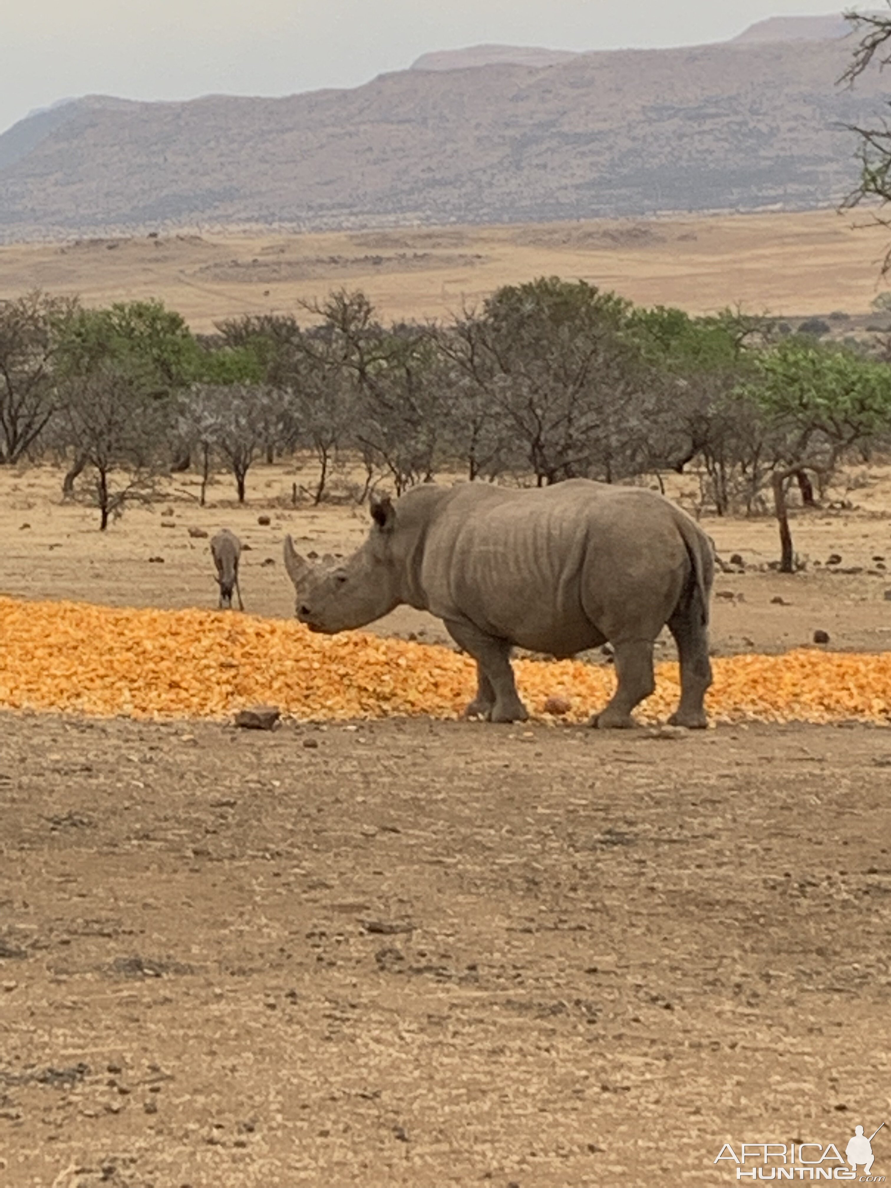 View of Rhino from Blind South Africa