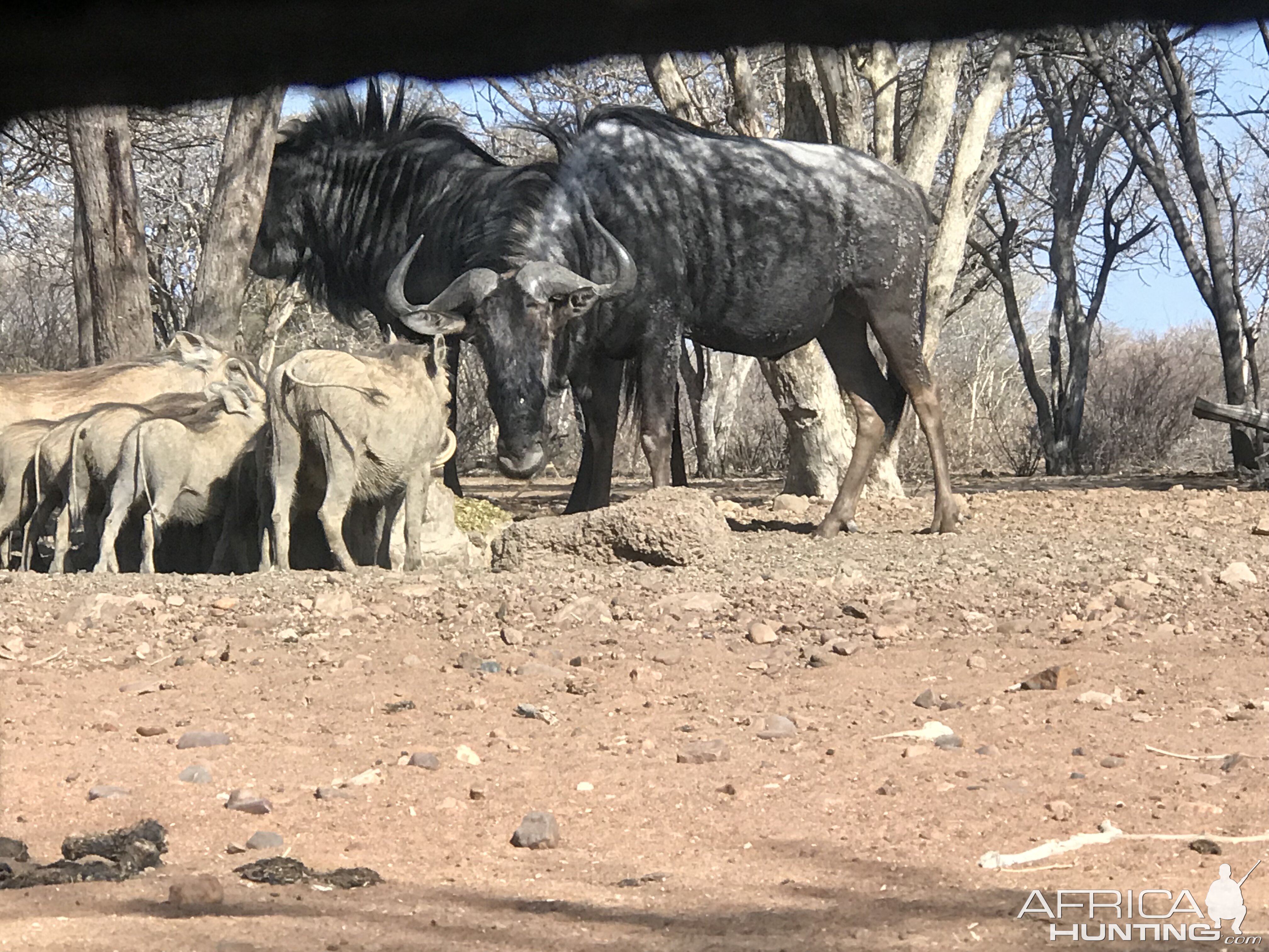 View of Warthog & Blue Wildebeest from the Bow Blind Hide