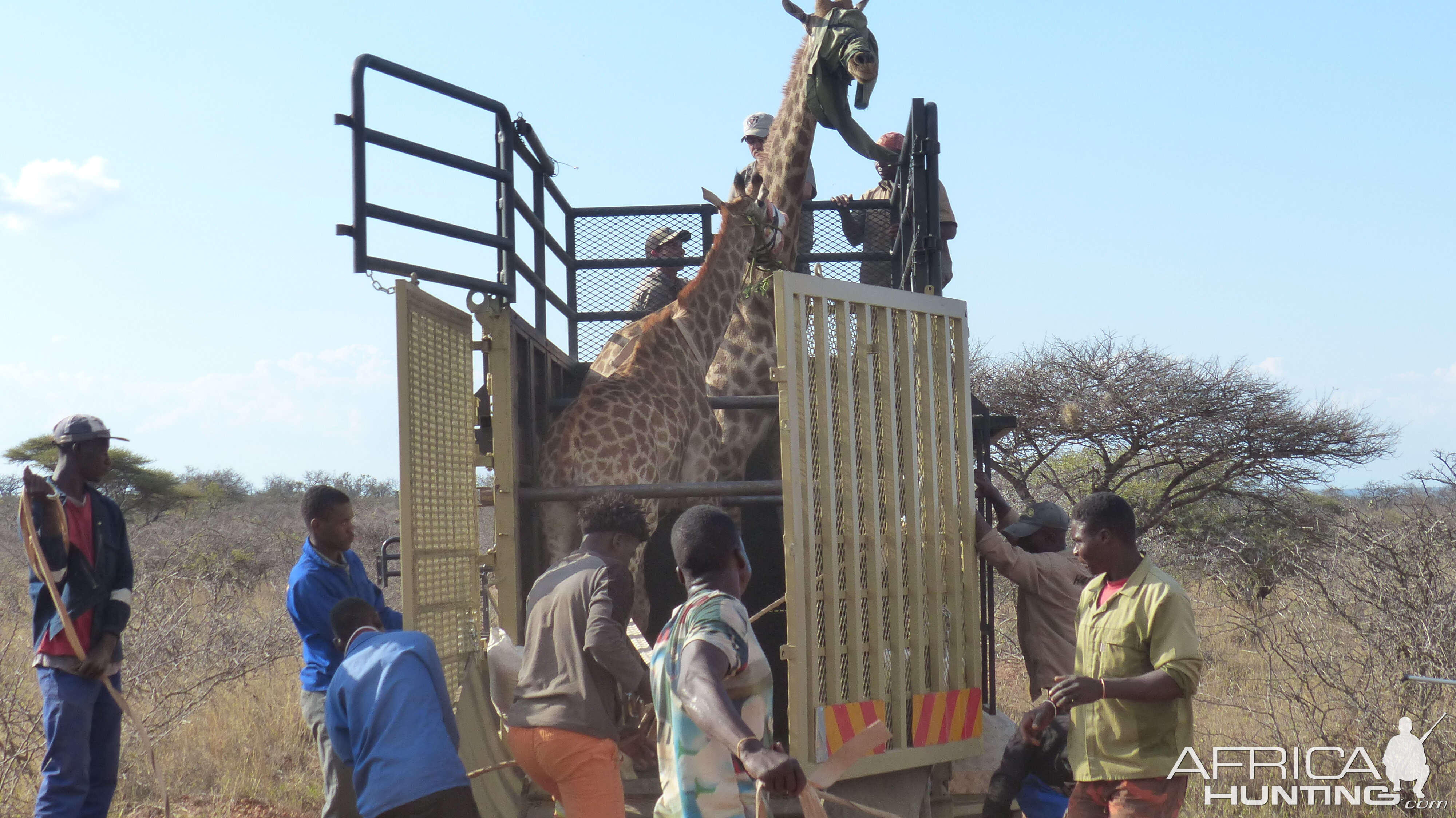 Volunteering on wildlife reserves and with wildlife veterinarians in Africa