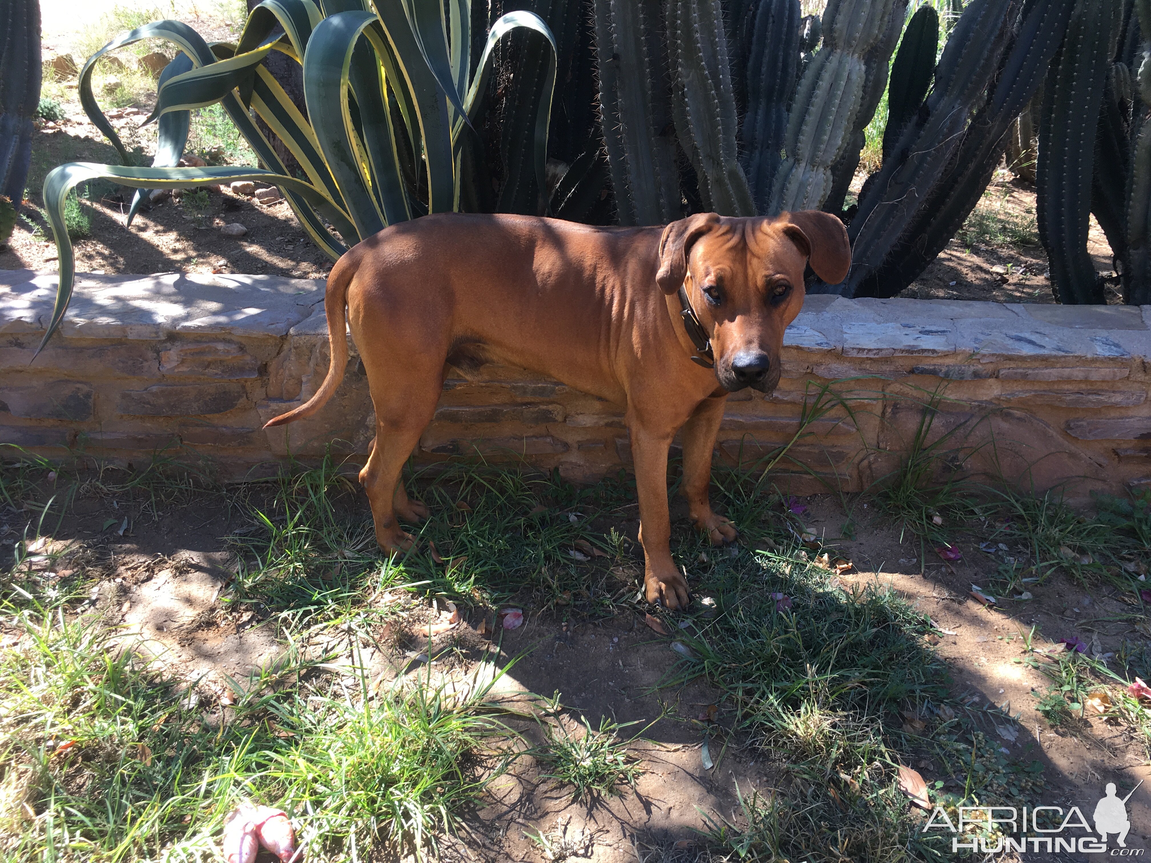 Vudu the farm Rhodesian Ridgeback