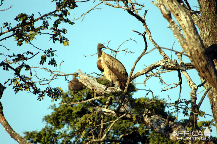 Vulture in Zambia