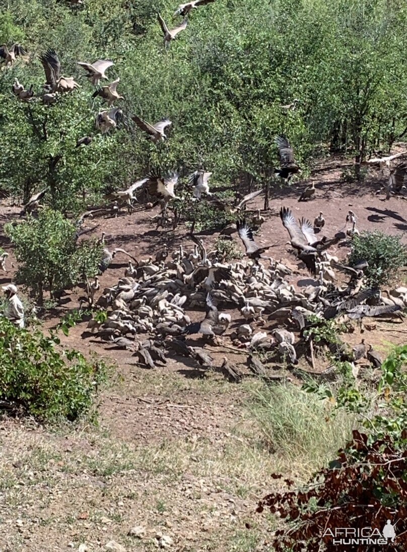 Vultures Feeding Program Zimbabwe