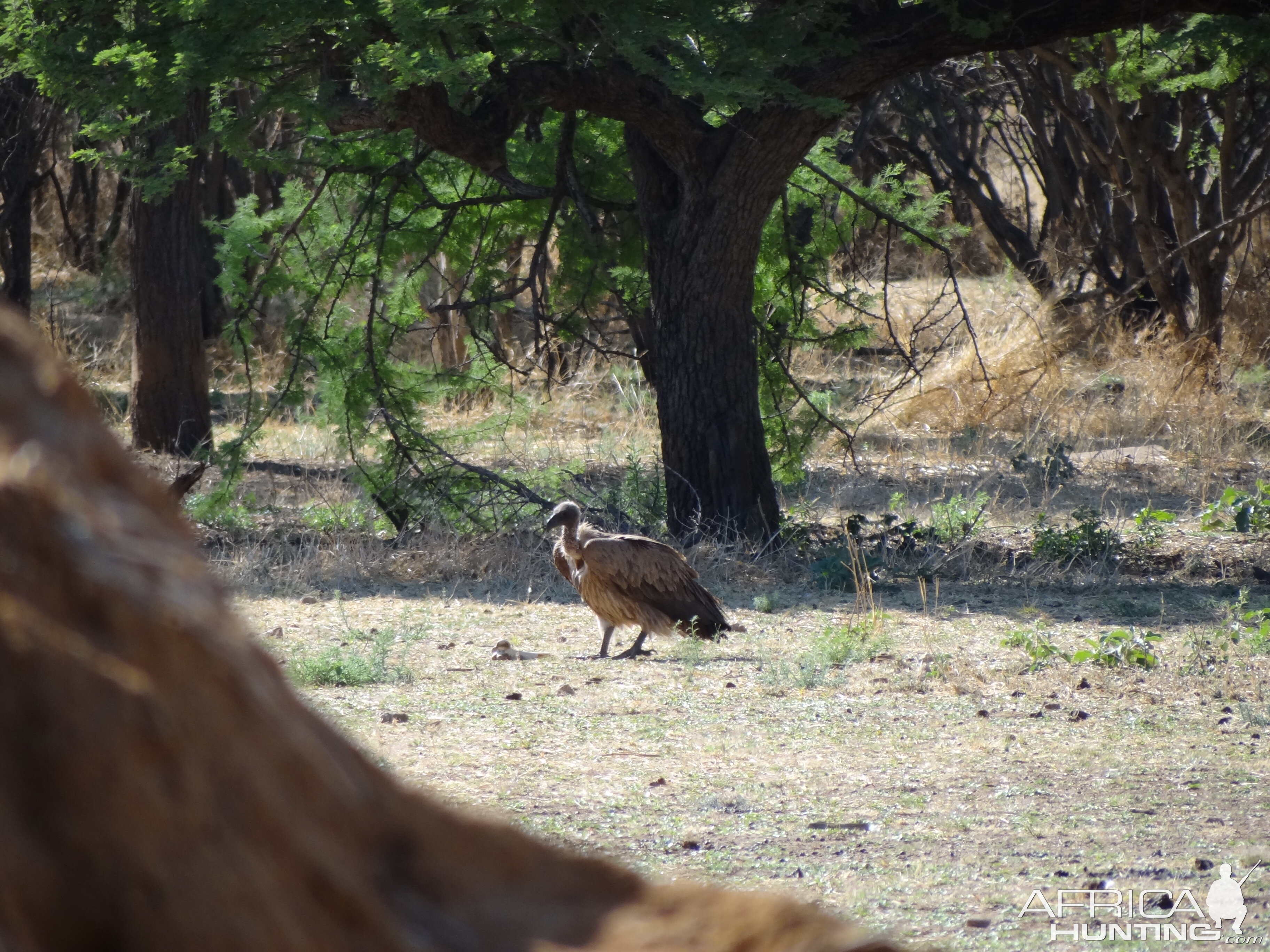 Vultures Namibia