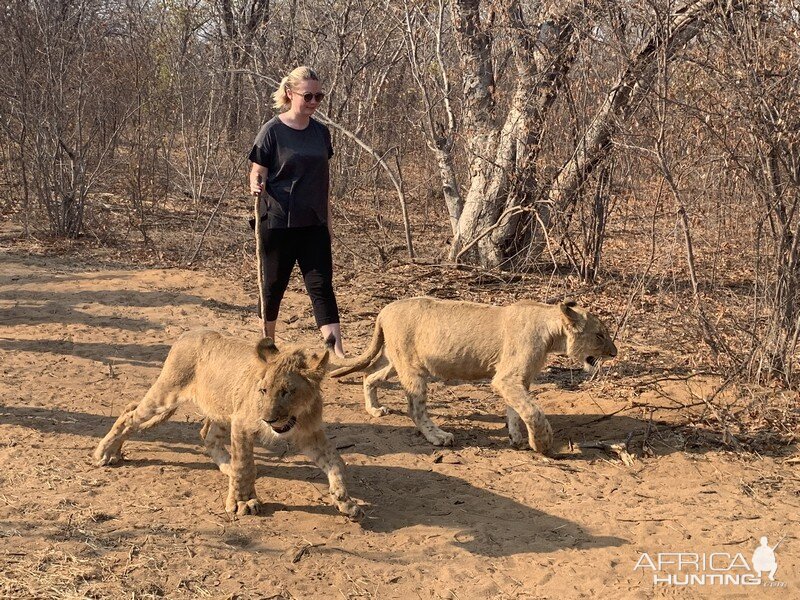Walk with Lions in Zimbabwe