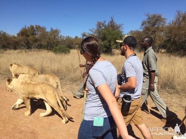 Walking with Lions