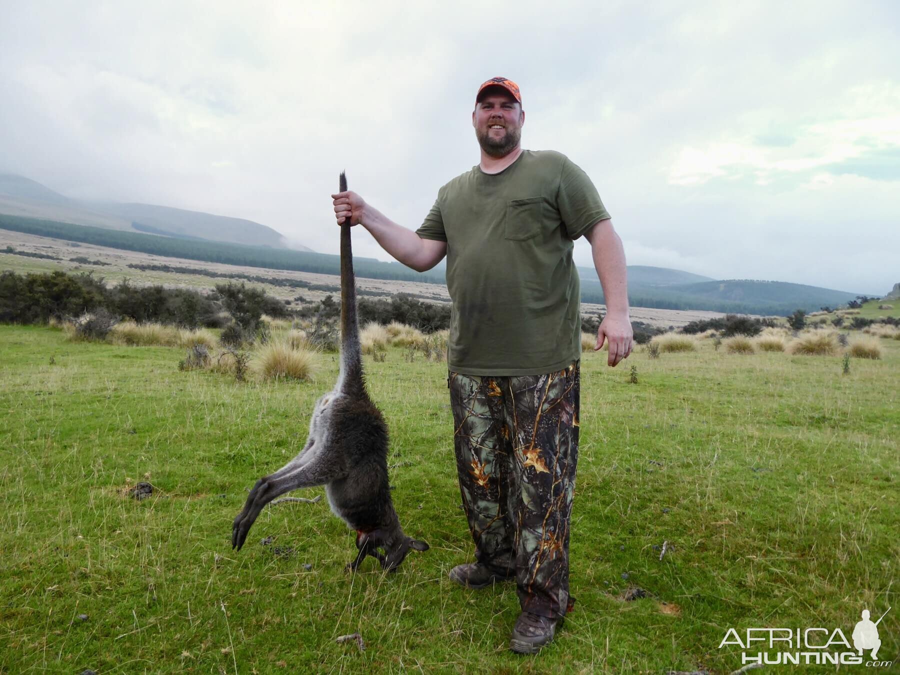 Wallaby Hunting New Zealand